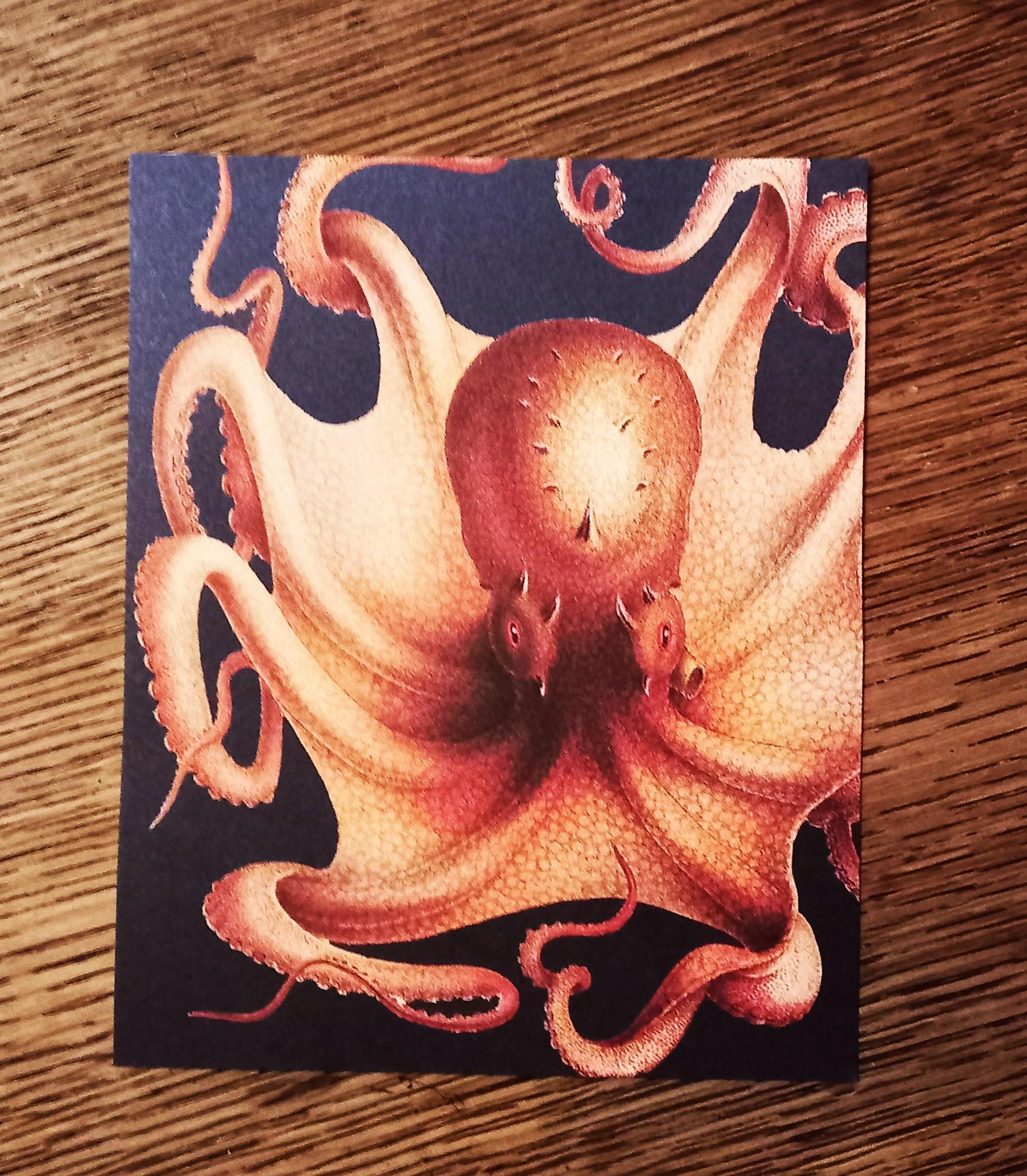 troc de troc image "mollusque méditerranéen". image 0