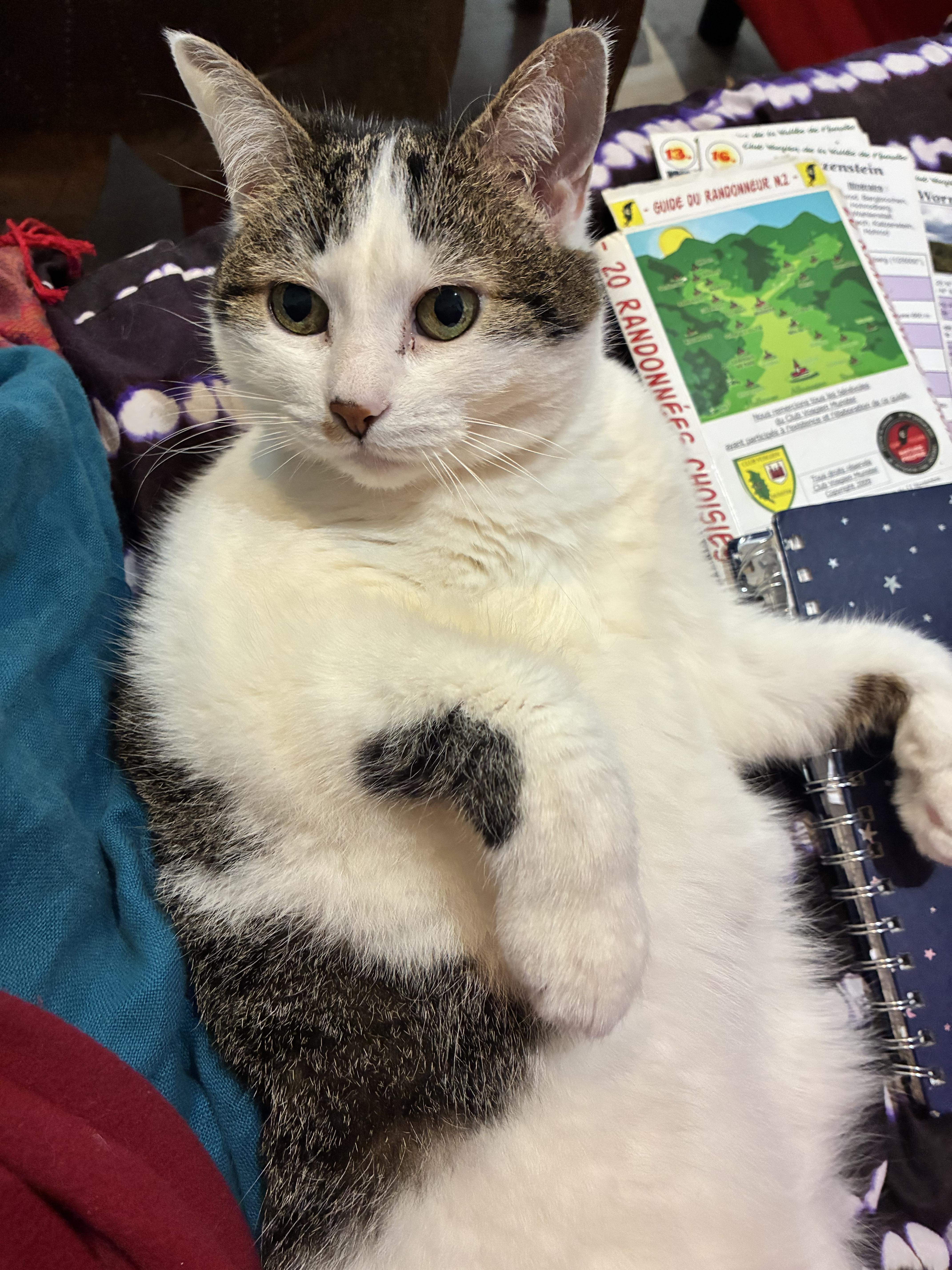 troc de troc cherche gardien/gardienne pour mon chat image 0