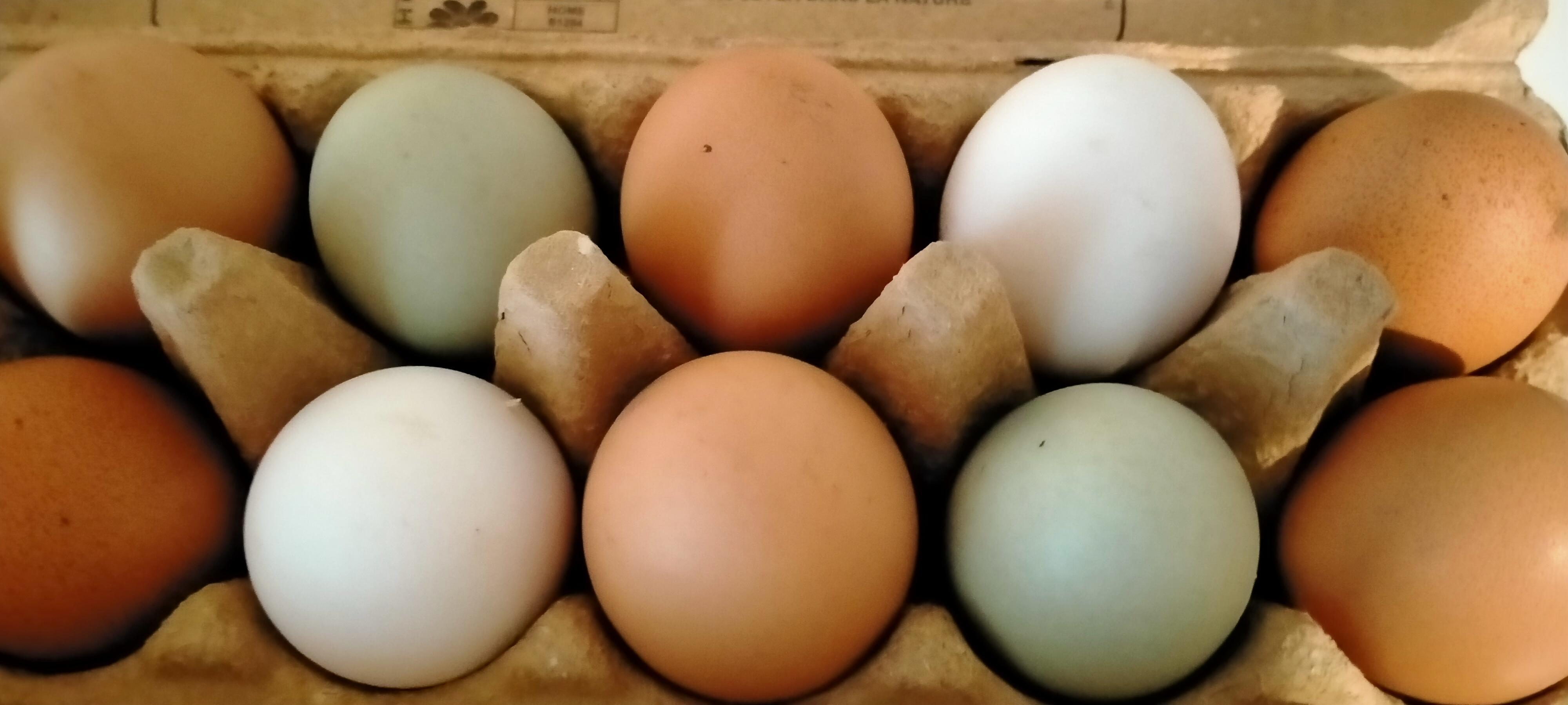 troc de troc 6 oeufs frais image 0