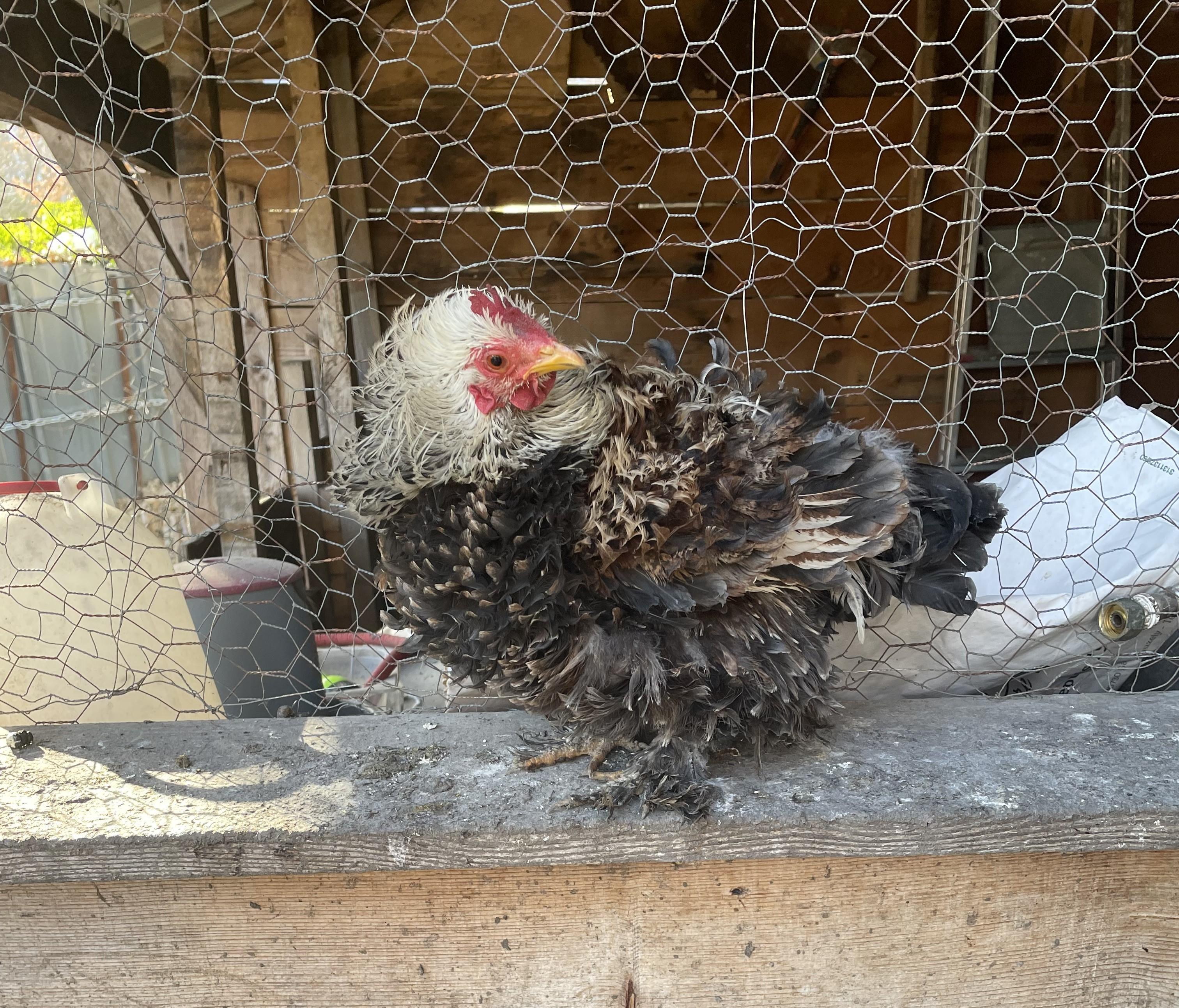 troc de troc Échange jeune poule pékin naine 5 mois image 0