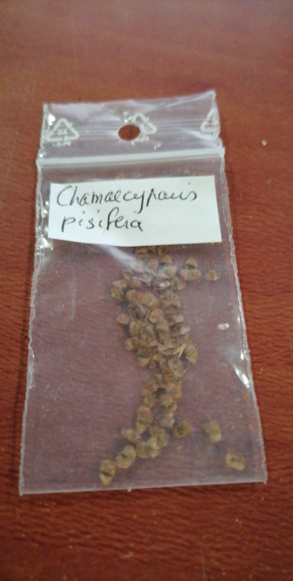 troc de troc graines de chamaecyparis pisifera image 1