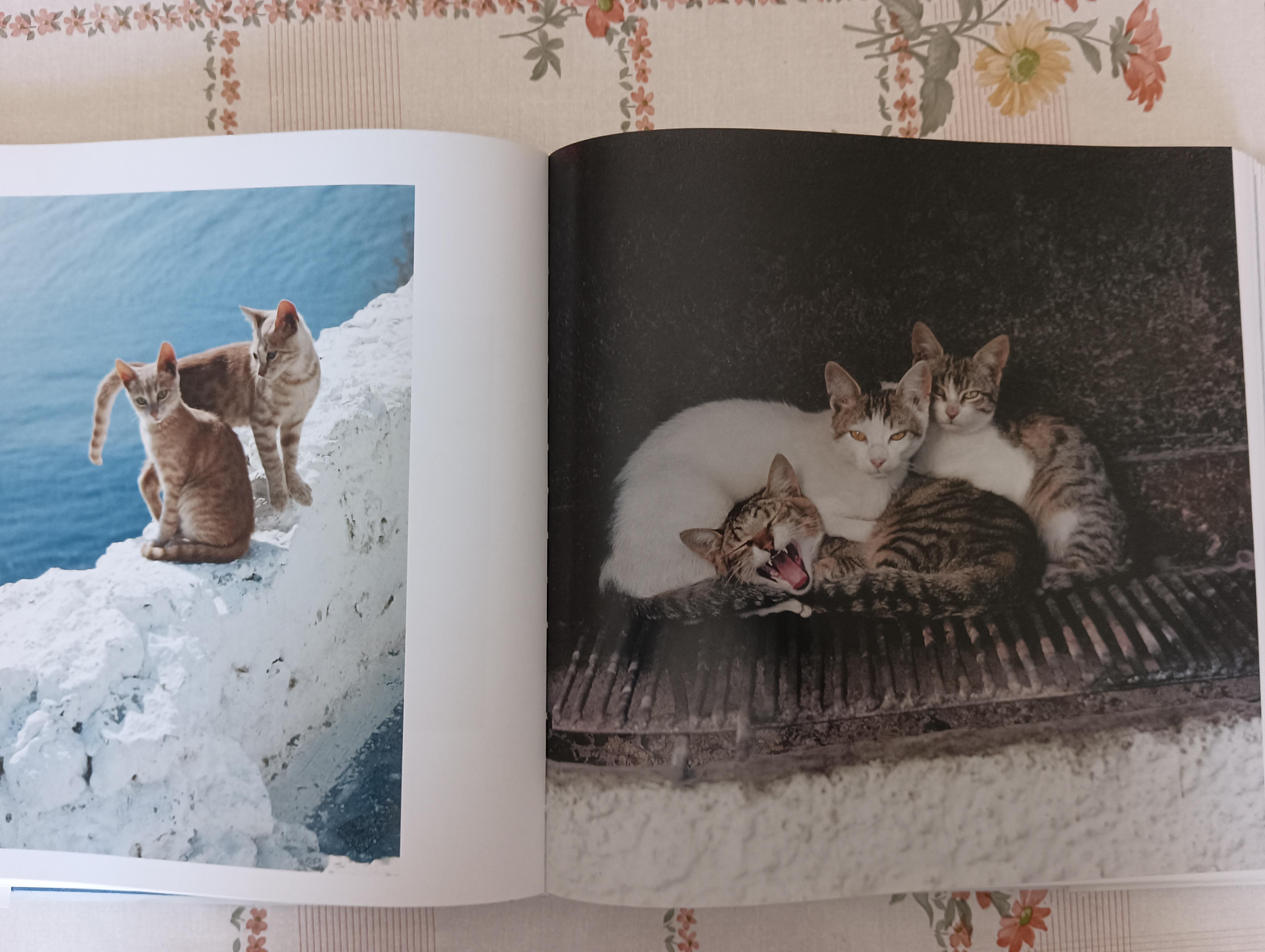 troc de troc beau livre sur les chats image 2