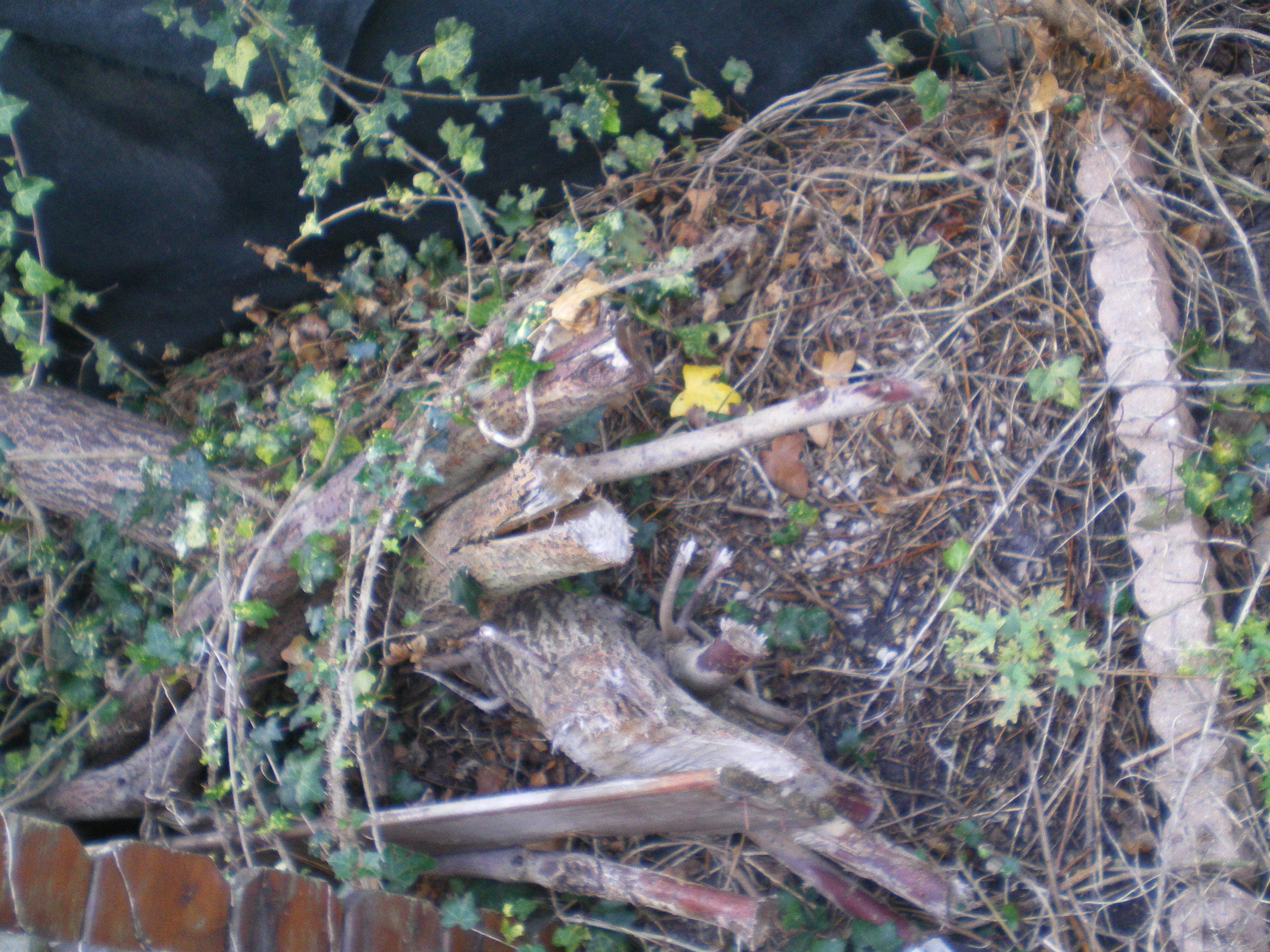 troc de troc un arbre (à recycler) + cabane de jardin image 0