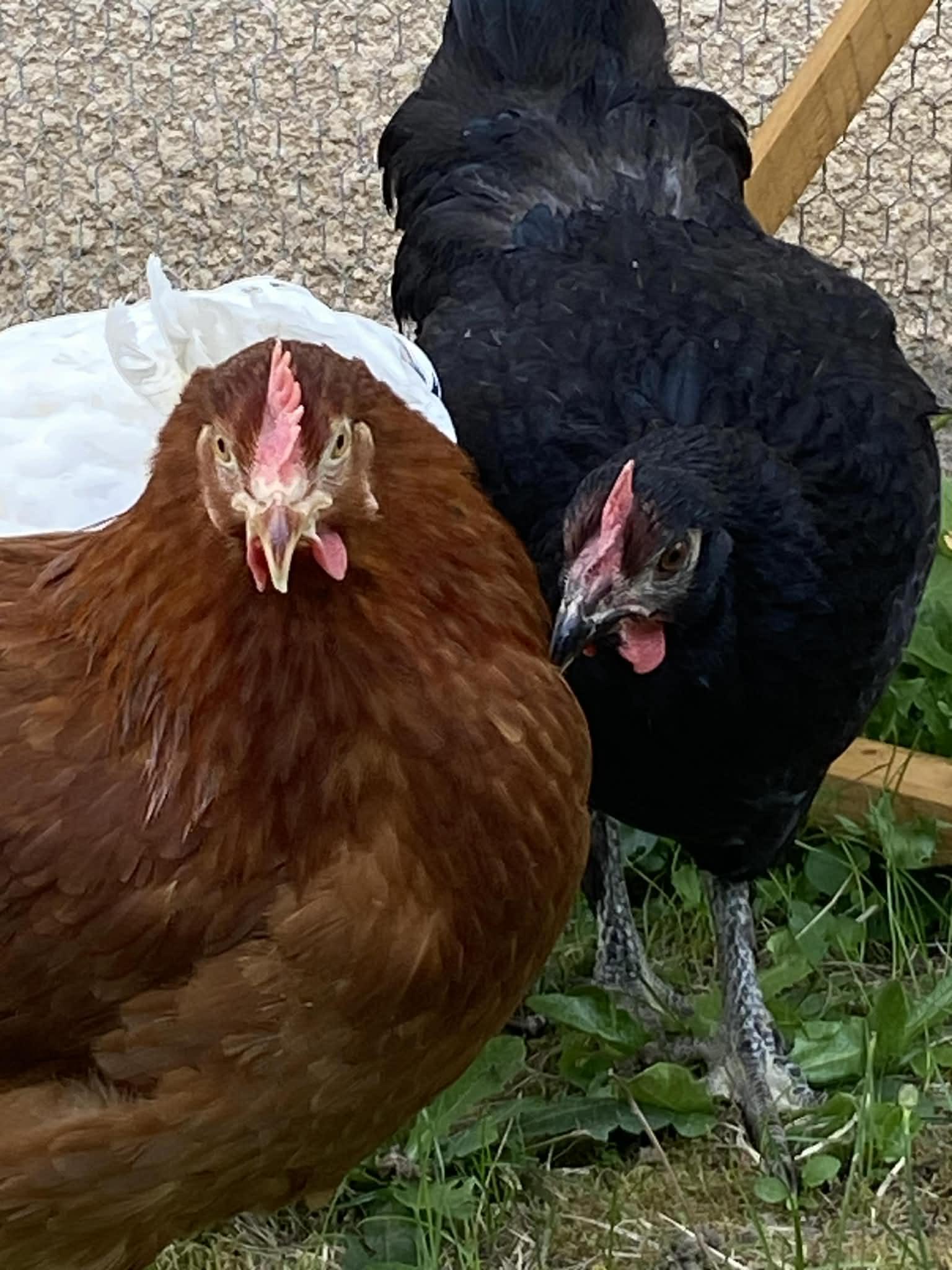 troc de troc Œufs frais bio de mes poules image 0