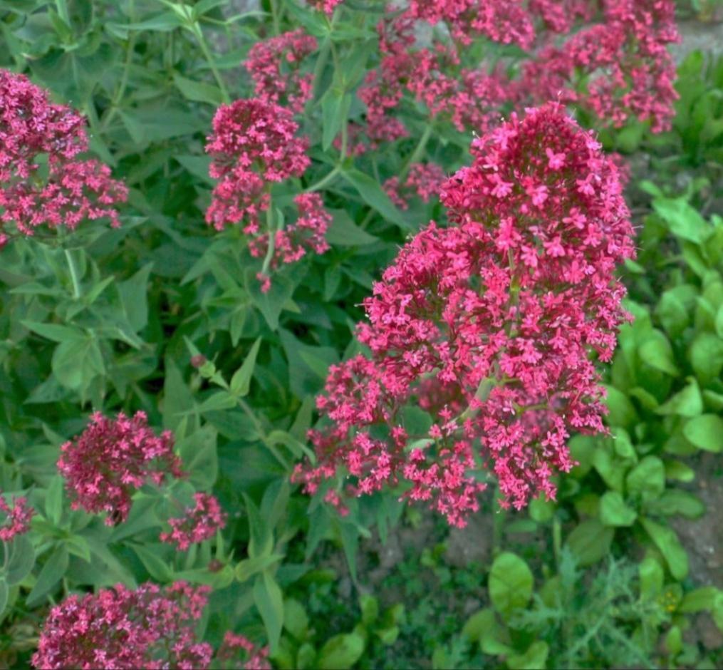 troc de troc graines valériane des jardins image 0