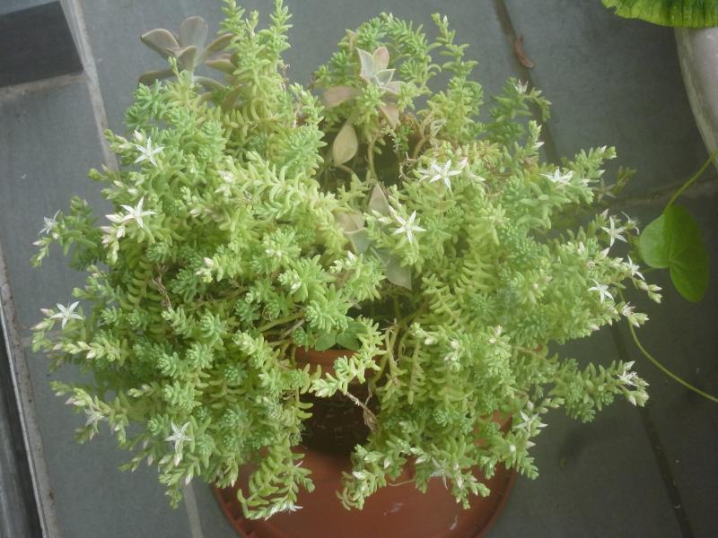 troc de troc plante succulente: sedum à fleurs blanches; peu d'eau image 0