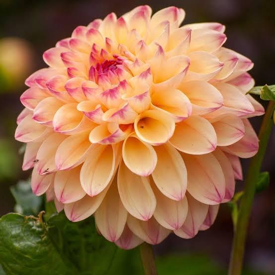 troc de troc je recherche des dahlias image 0