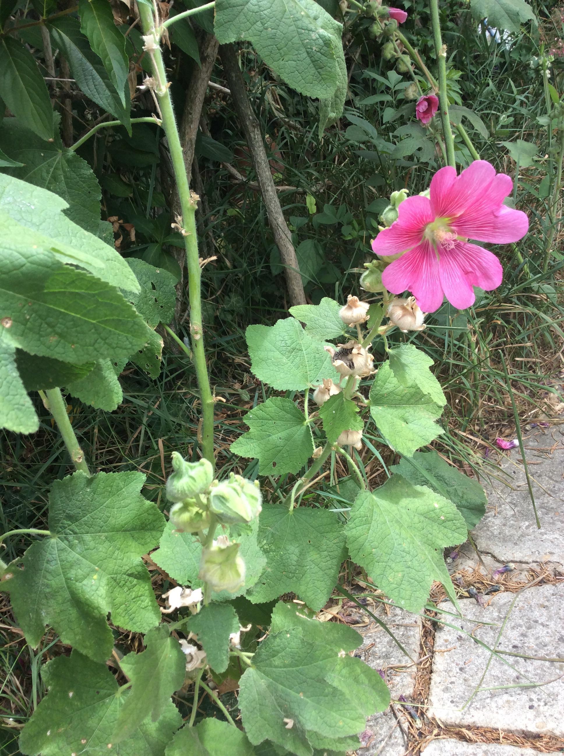 troc de troc graines rose trémière rose image 2