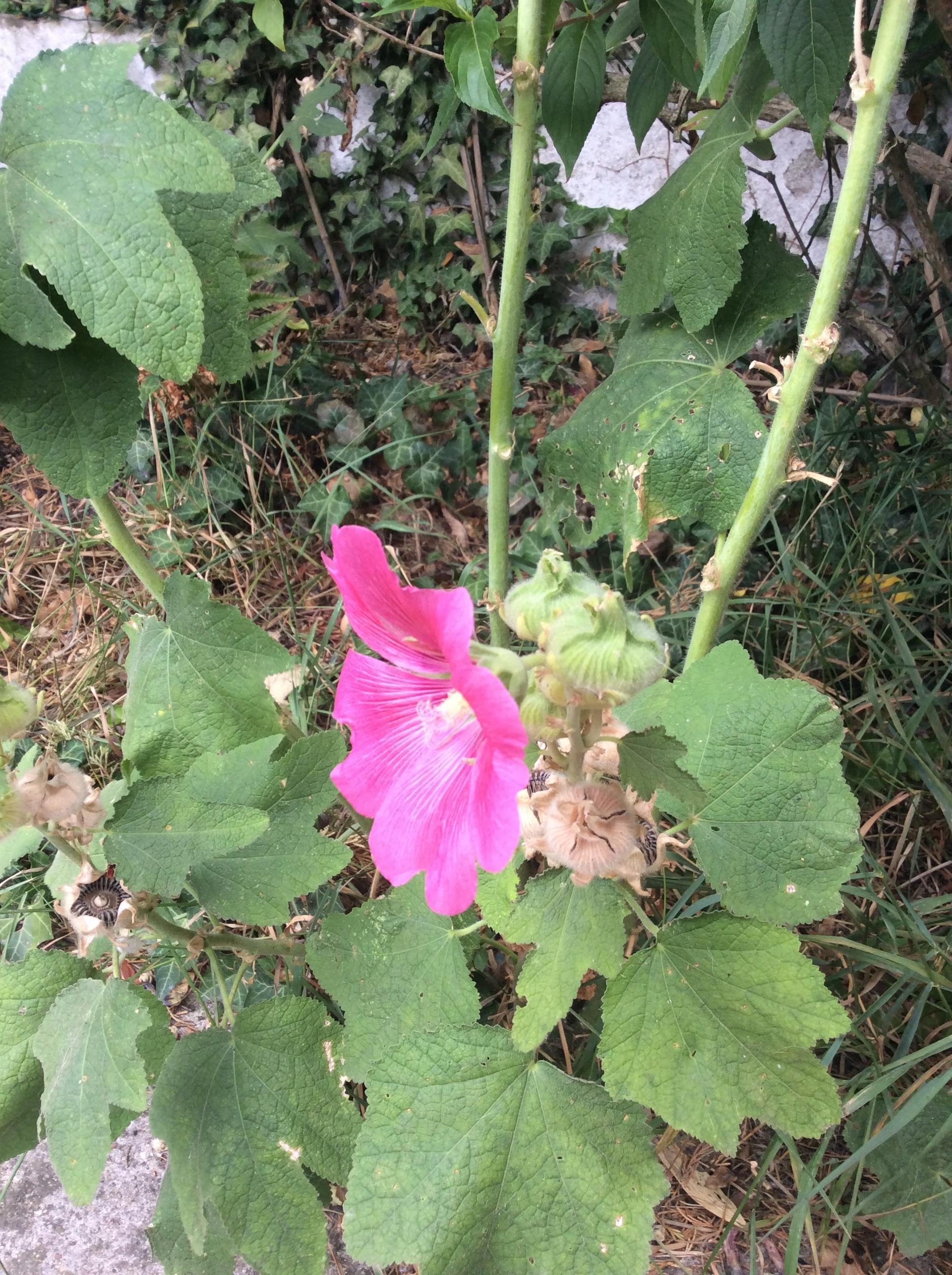 troc de troc graines rose trémière rose image 1