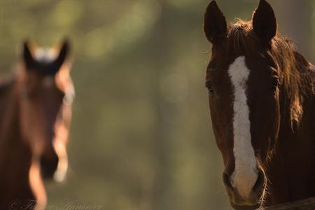 troc de troc equi-coaching et sophrologie en pleine nature ! image 2