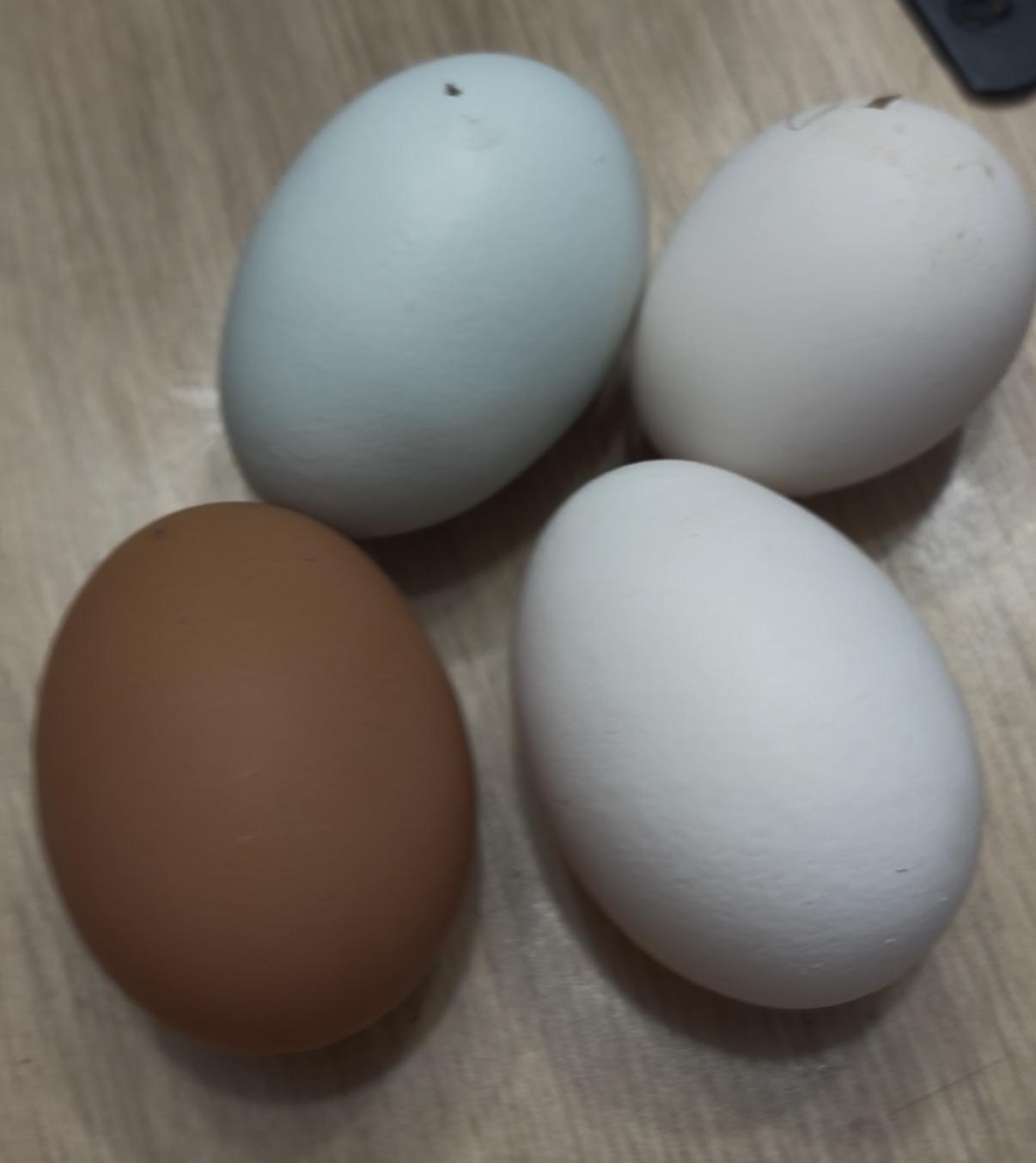 troc de troc Œufs frais image 0