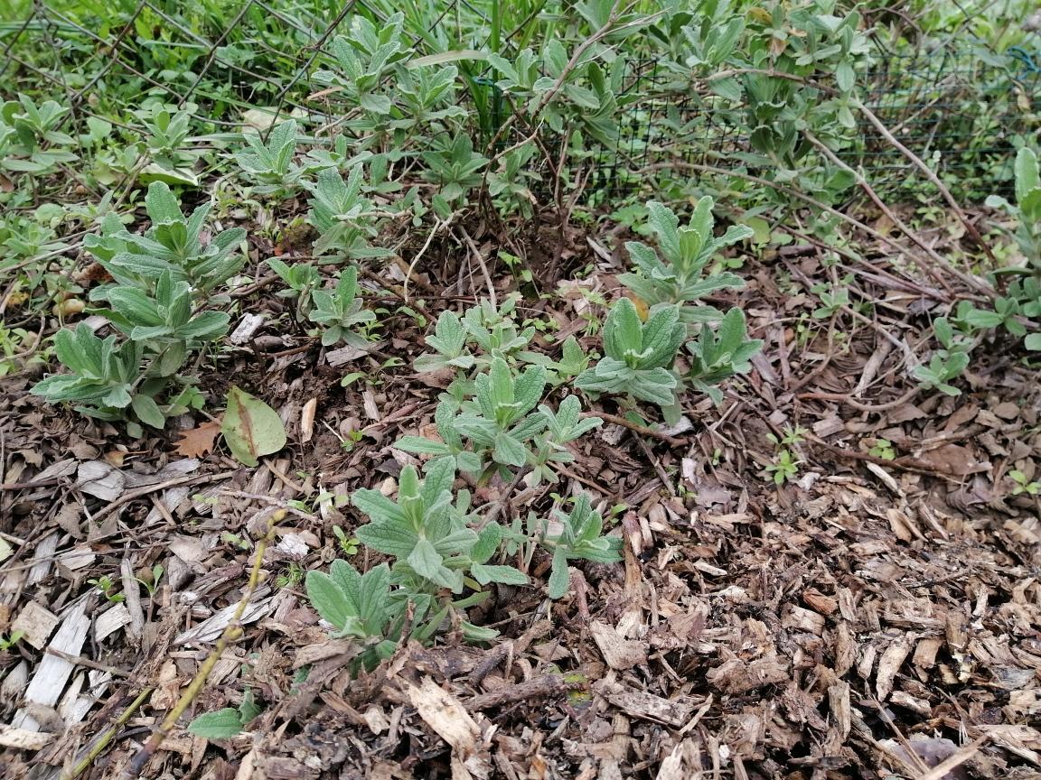 troc de troc plants de ciste rose image 0