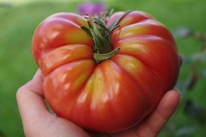 troc de troc 42 - tomate de marmande graines image 1