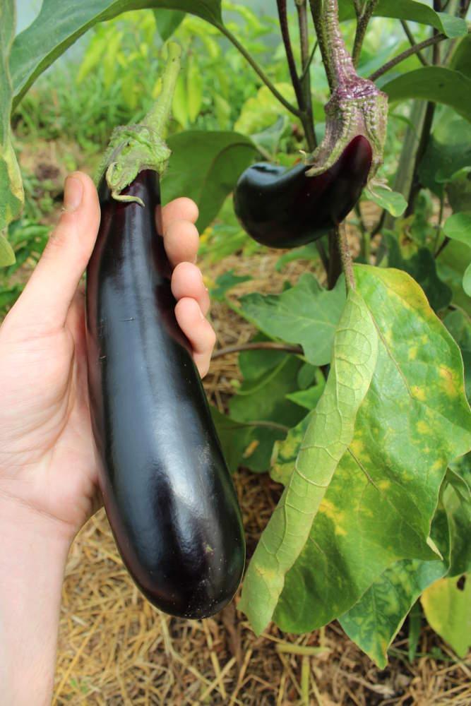 troc de troc n°8 - aubergine italie graines image 0