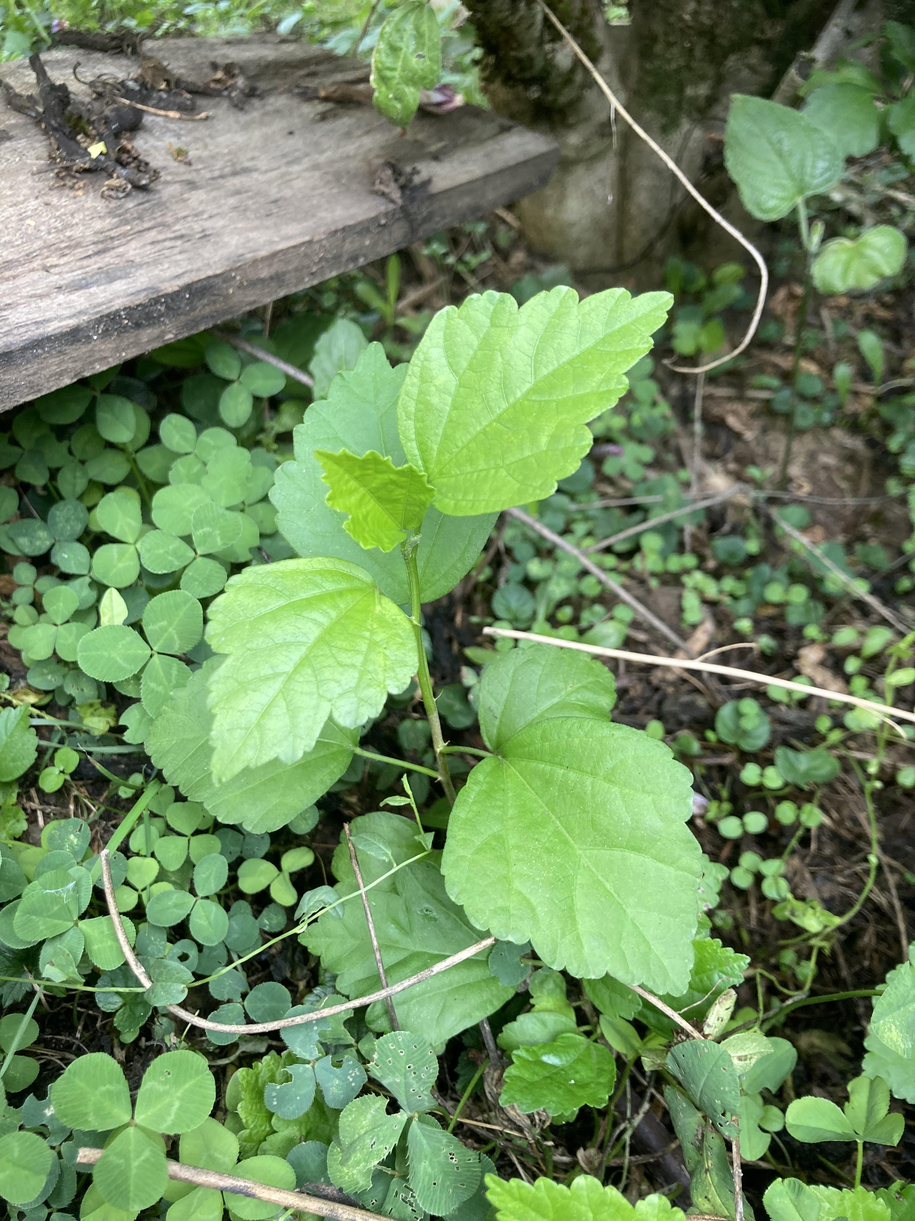troc de troc plant d’althéa image 2