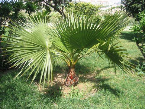 troc de troc 73 - palmier trachycarpus fortunei graines image 1