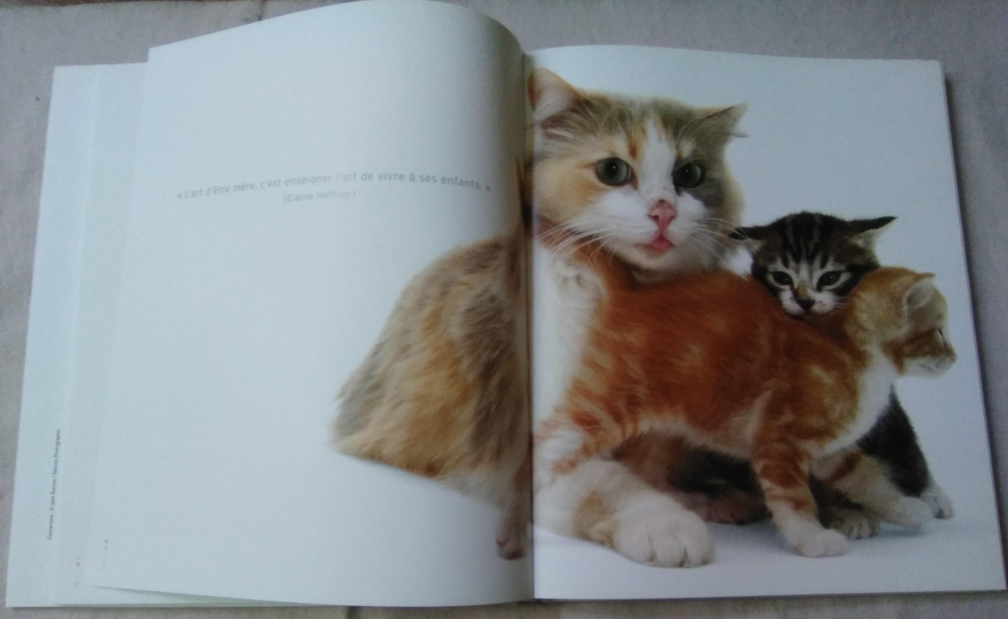 troc de troc beau livre sur les chats, très bon état image 1