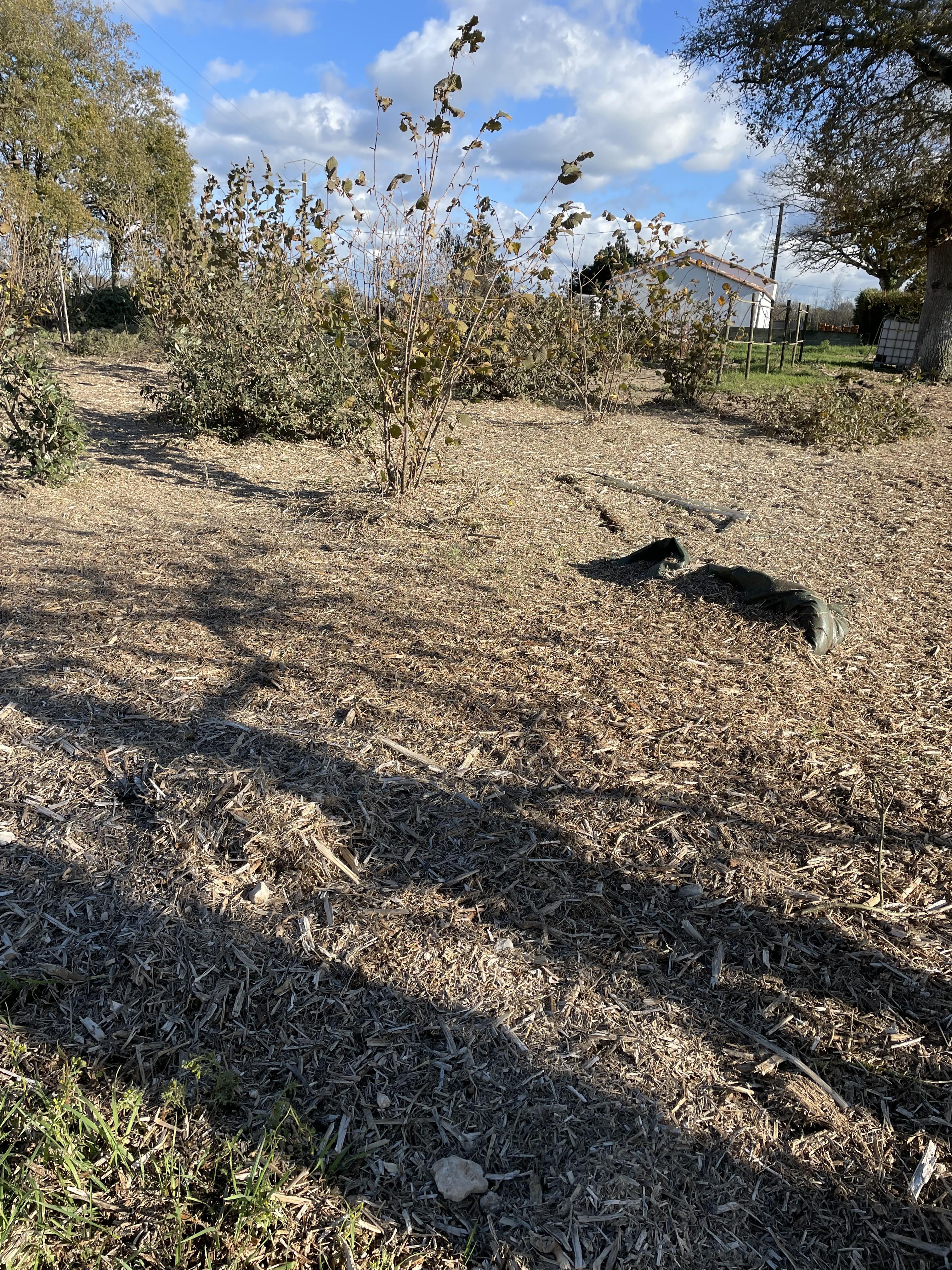 troc de troc désherbage / taille arbres image 1