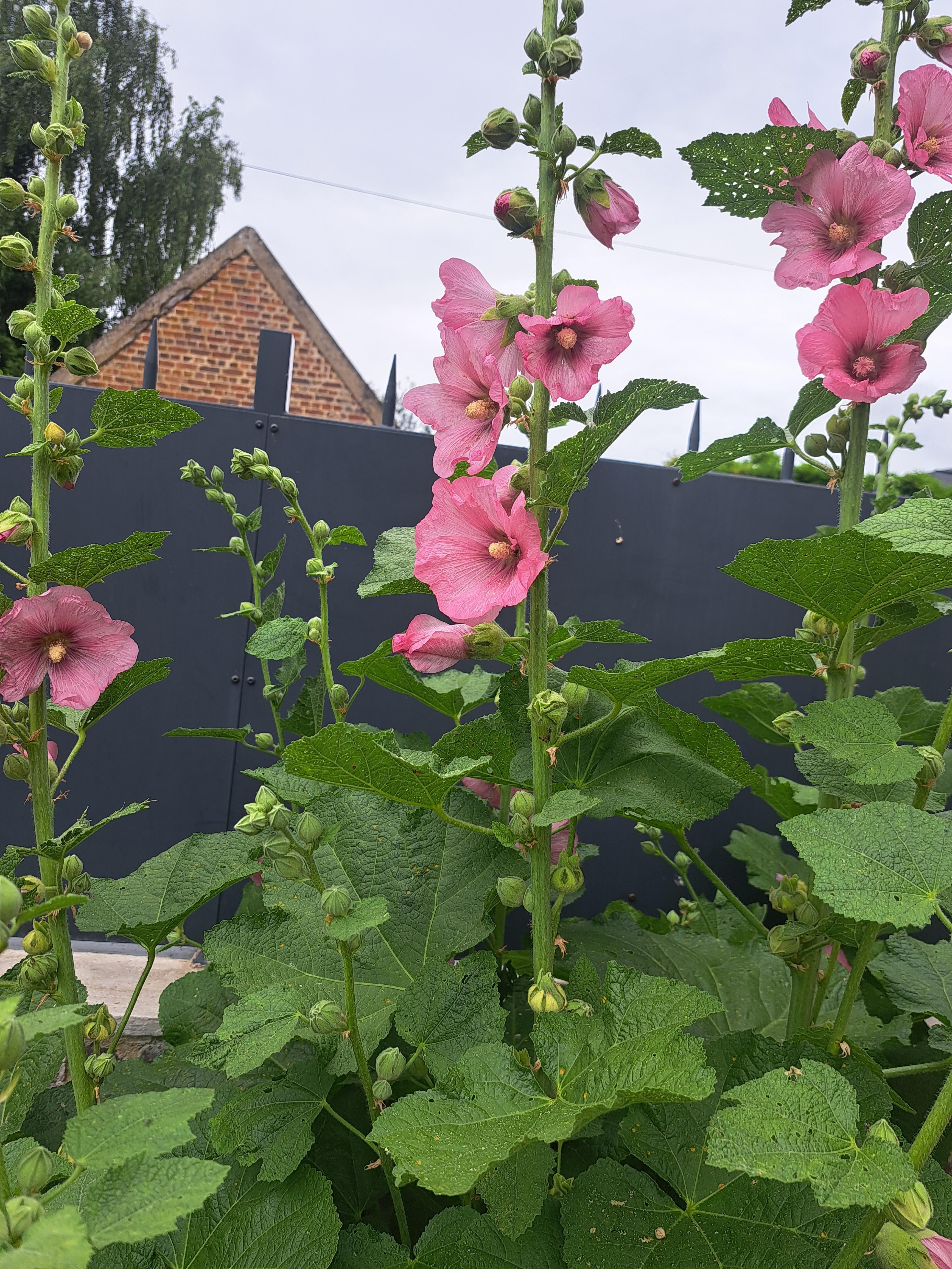 troc de troc graines de roses trémières rose pâle image 0