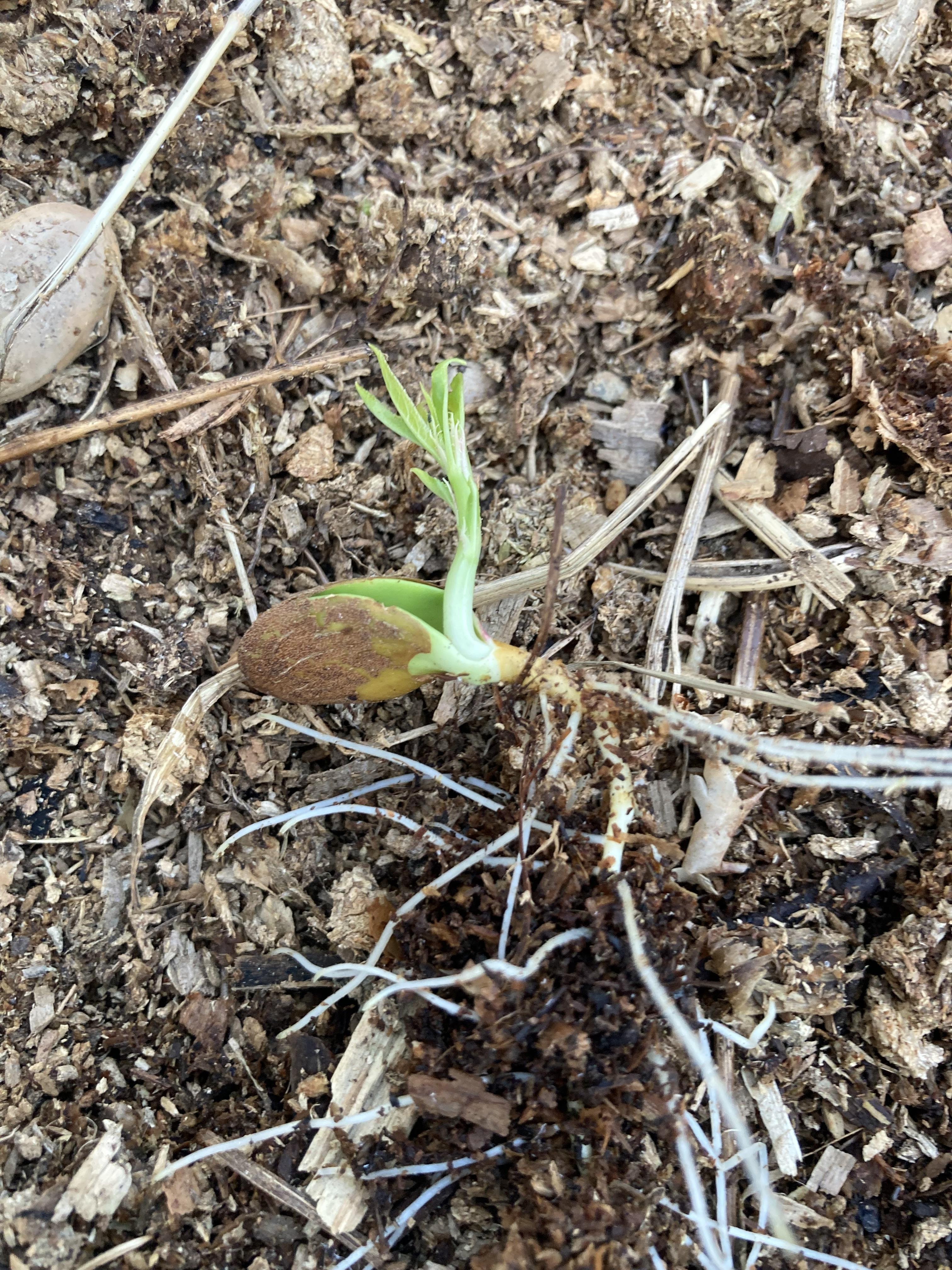 troc de troc noyau de pêche germé image 0