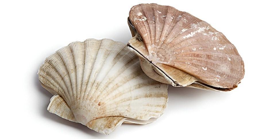 troc de troc je recherche en don des coquilles de saint jacques image 0