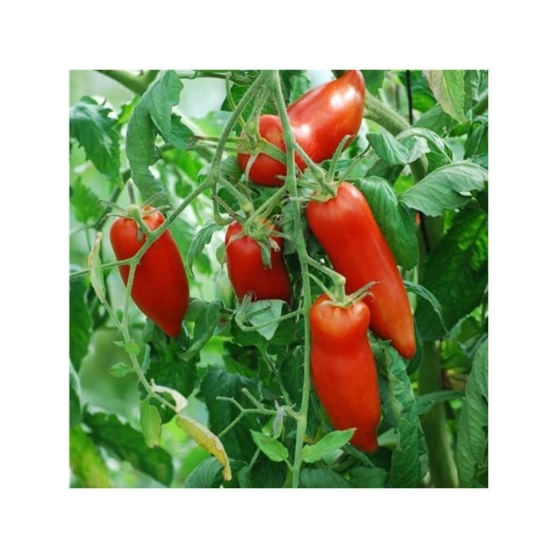 troc de troc rupture......graines tomate cornue des andes image 0