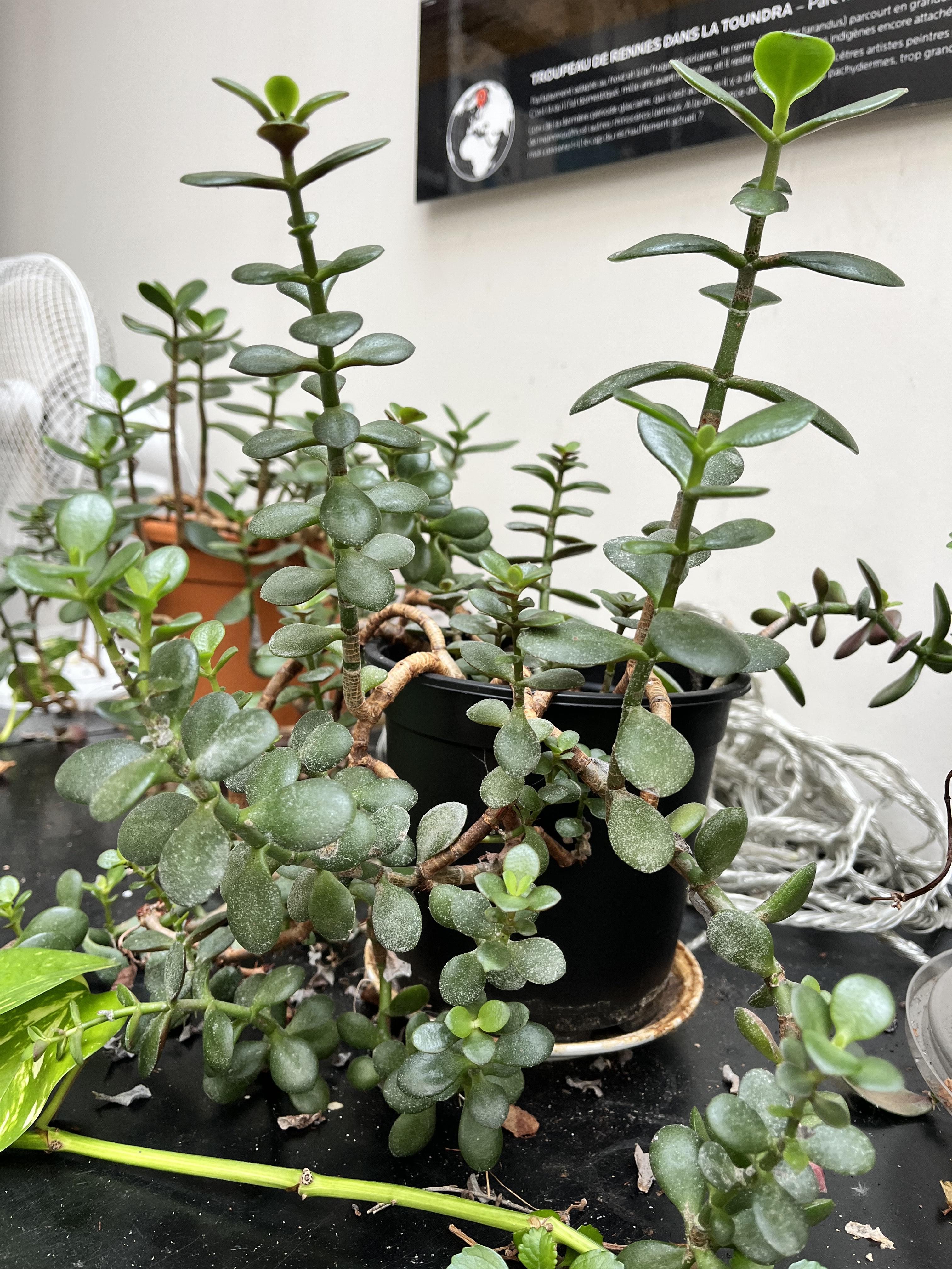 troc de troc crassula : l’arbre de jade bouture image 0