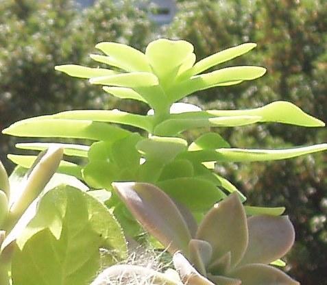 troc de troc plantes succulentes image 1