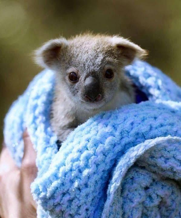 troc de troc trocs pour nini image 0