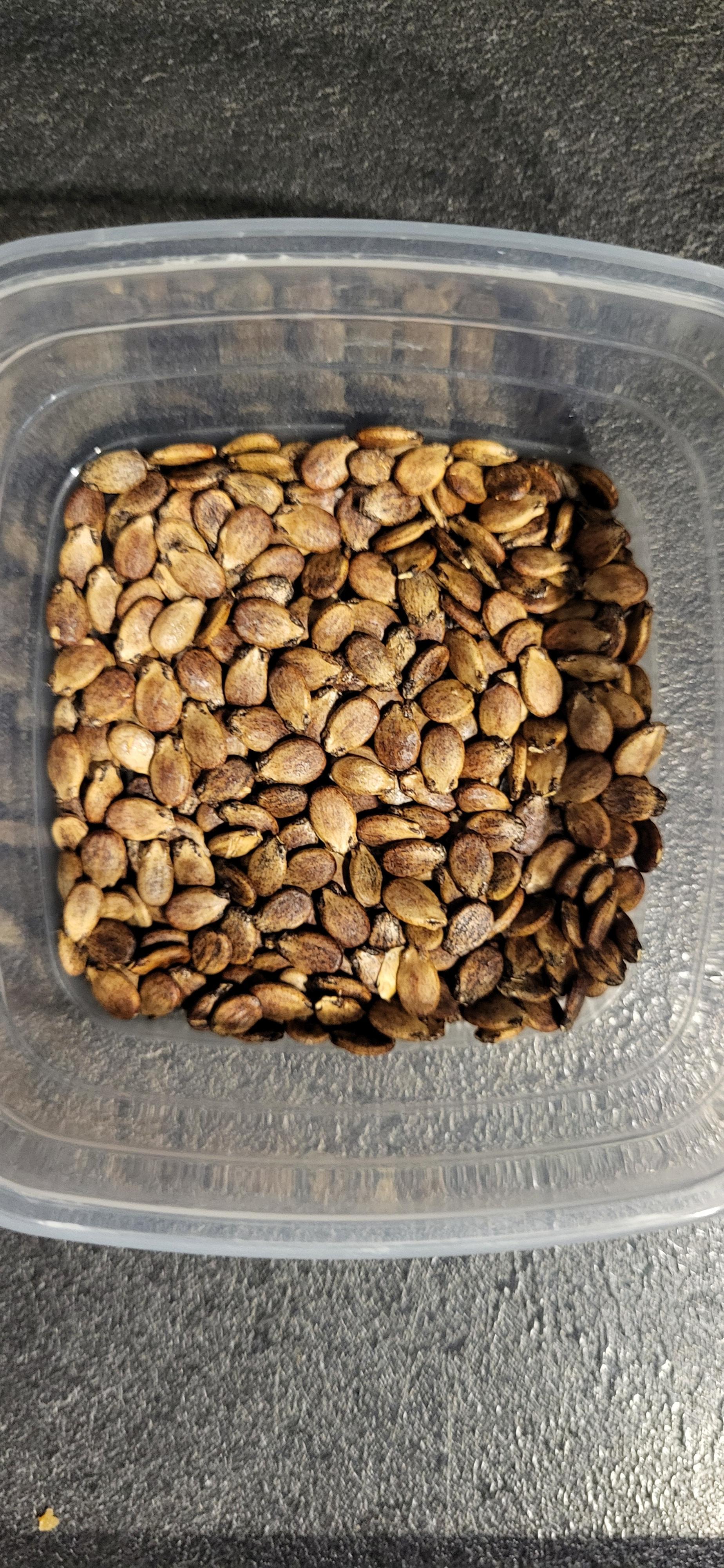 troc de troc graines de pastèque sugar baby image 0