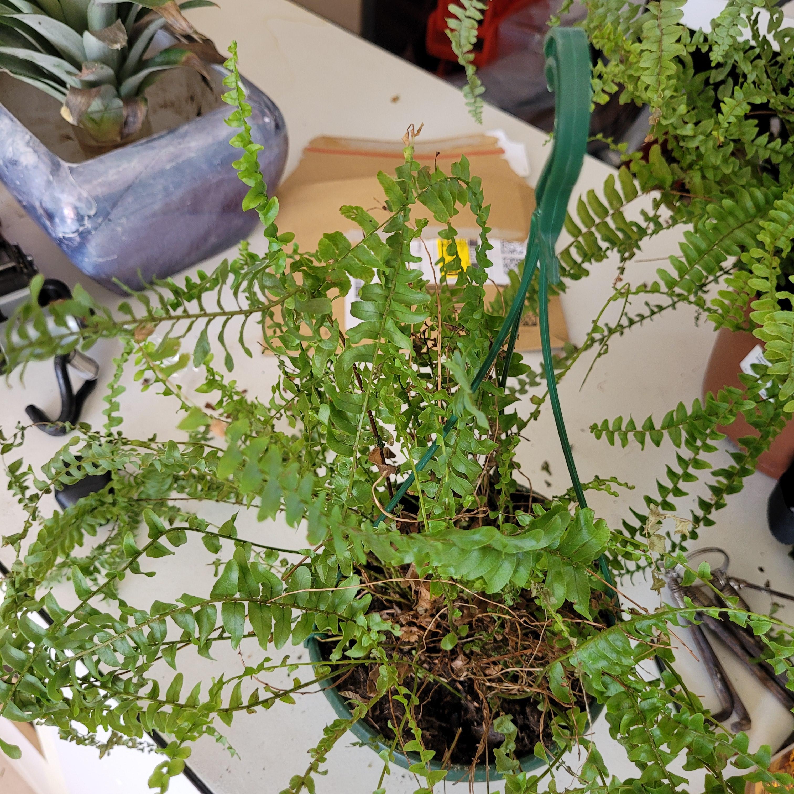 troc de troc j adore les plantes, échange, entretien... image 1