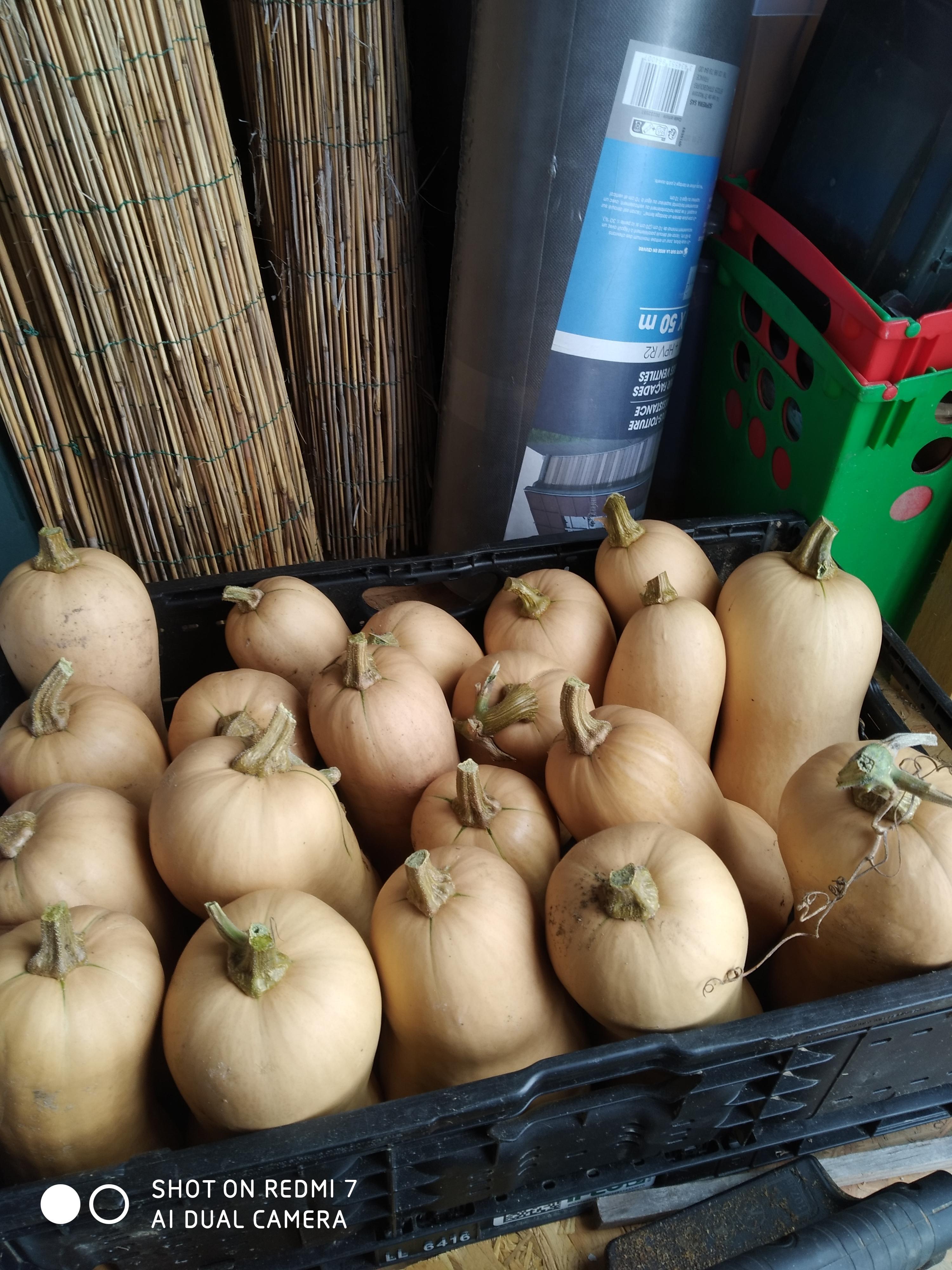 troc de troc butternut du jardin image 0