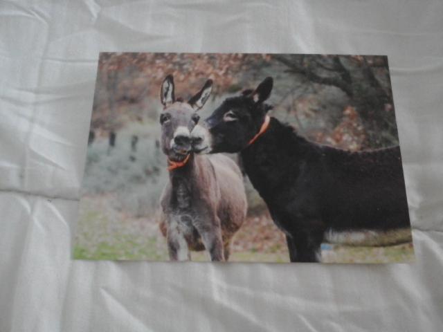 troc de troc carte postale couple de 2 ânes se câlinant image 0