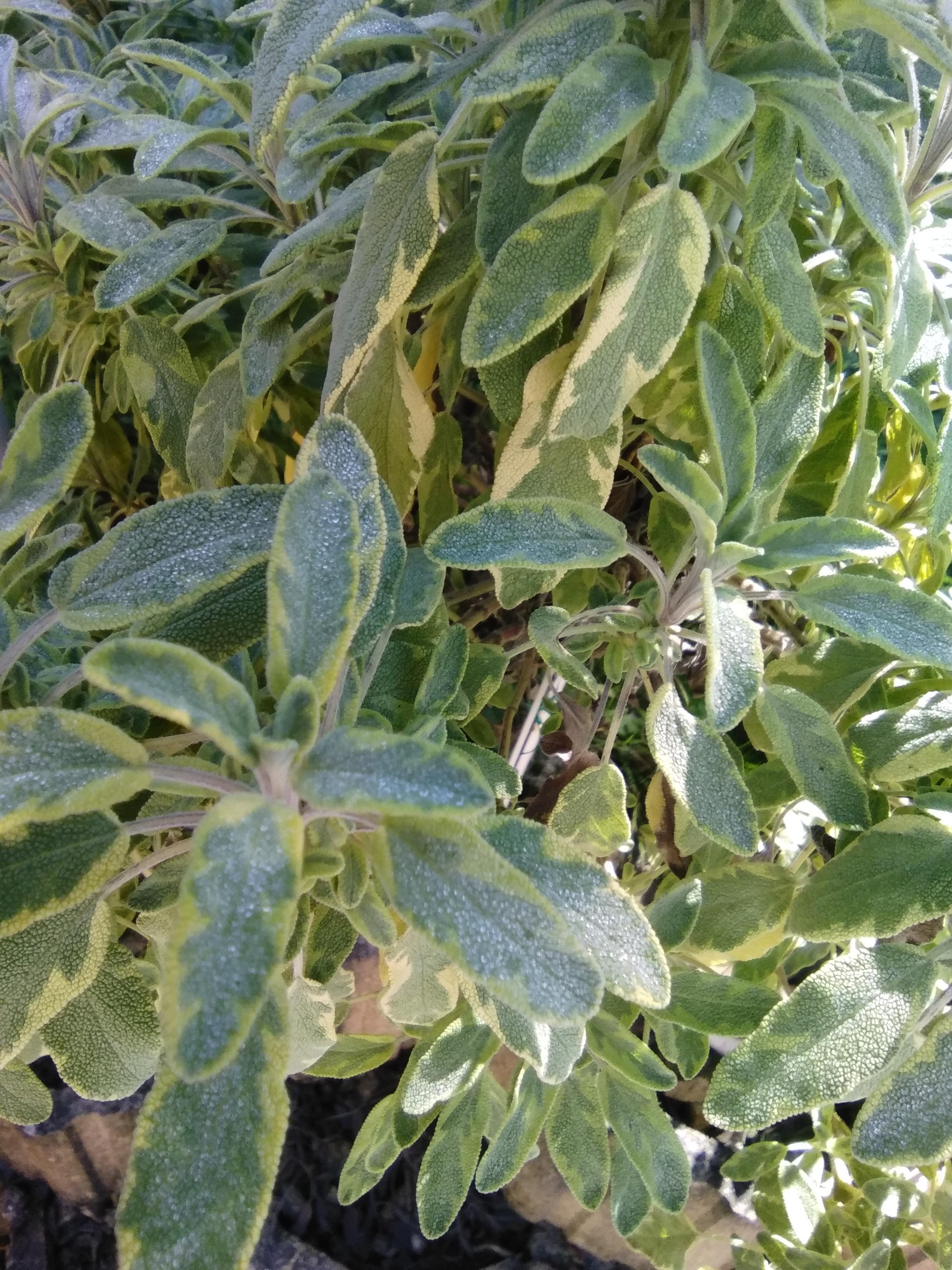 troc de troc reserve sauge du jardin, très bon état image 0