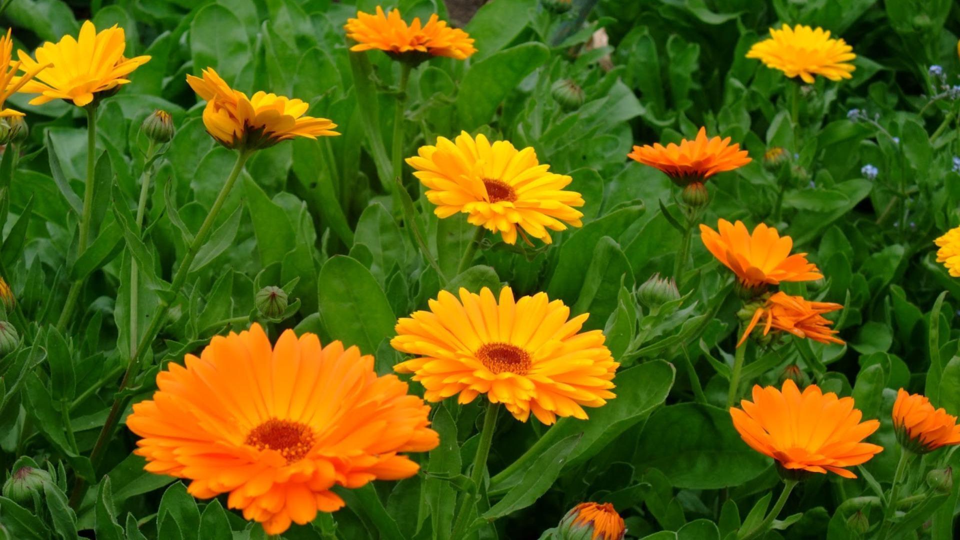 troc de troc graines de calendula (souci) image 0