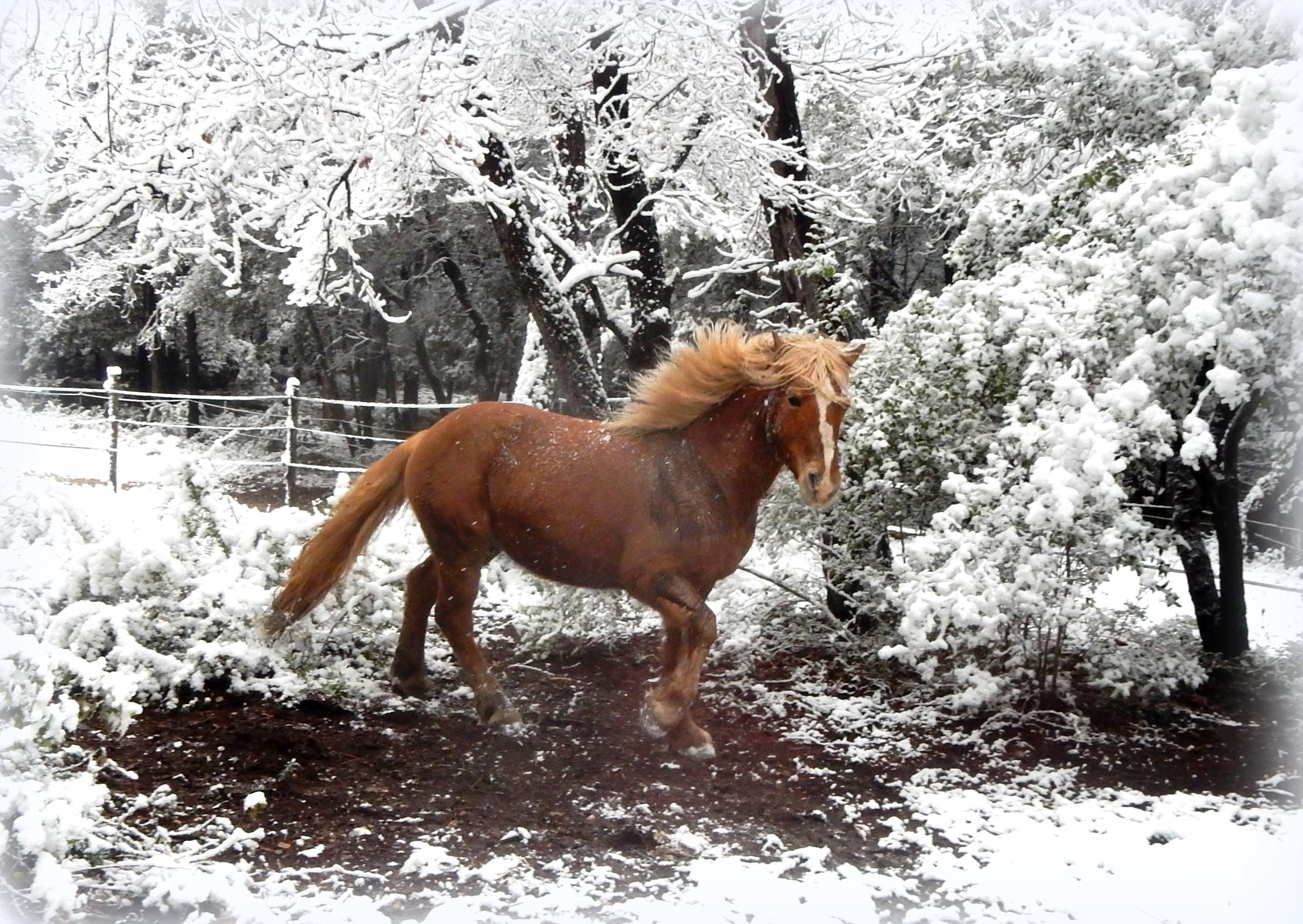 troc de troc fumier de cheval image 0