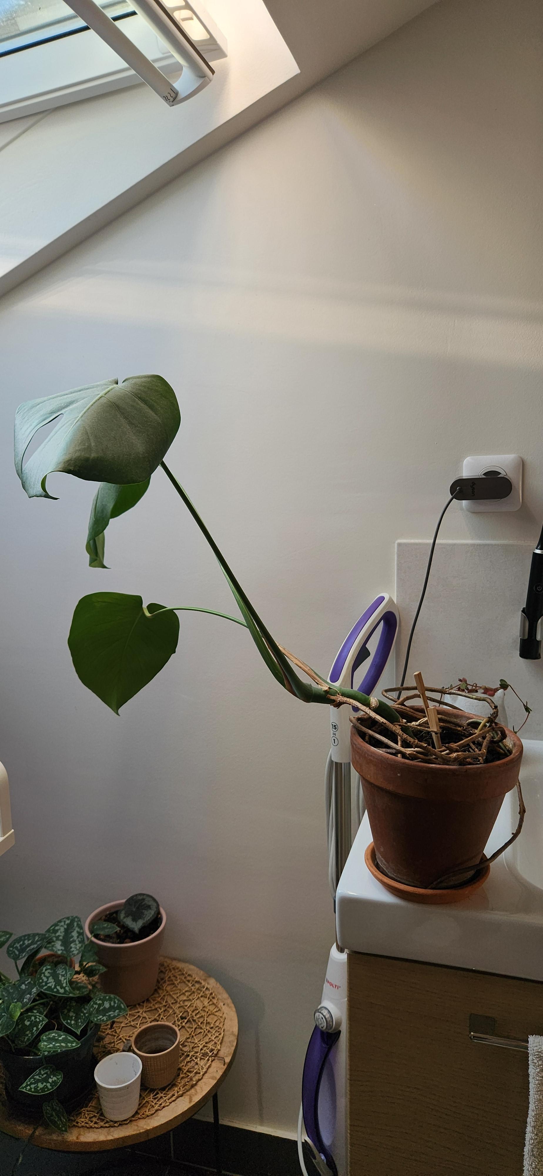 troc de troc monstera image 0