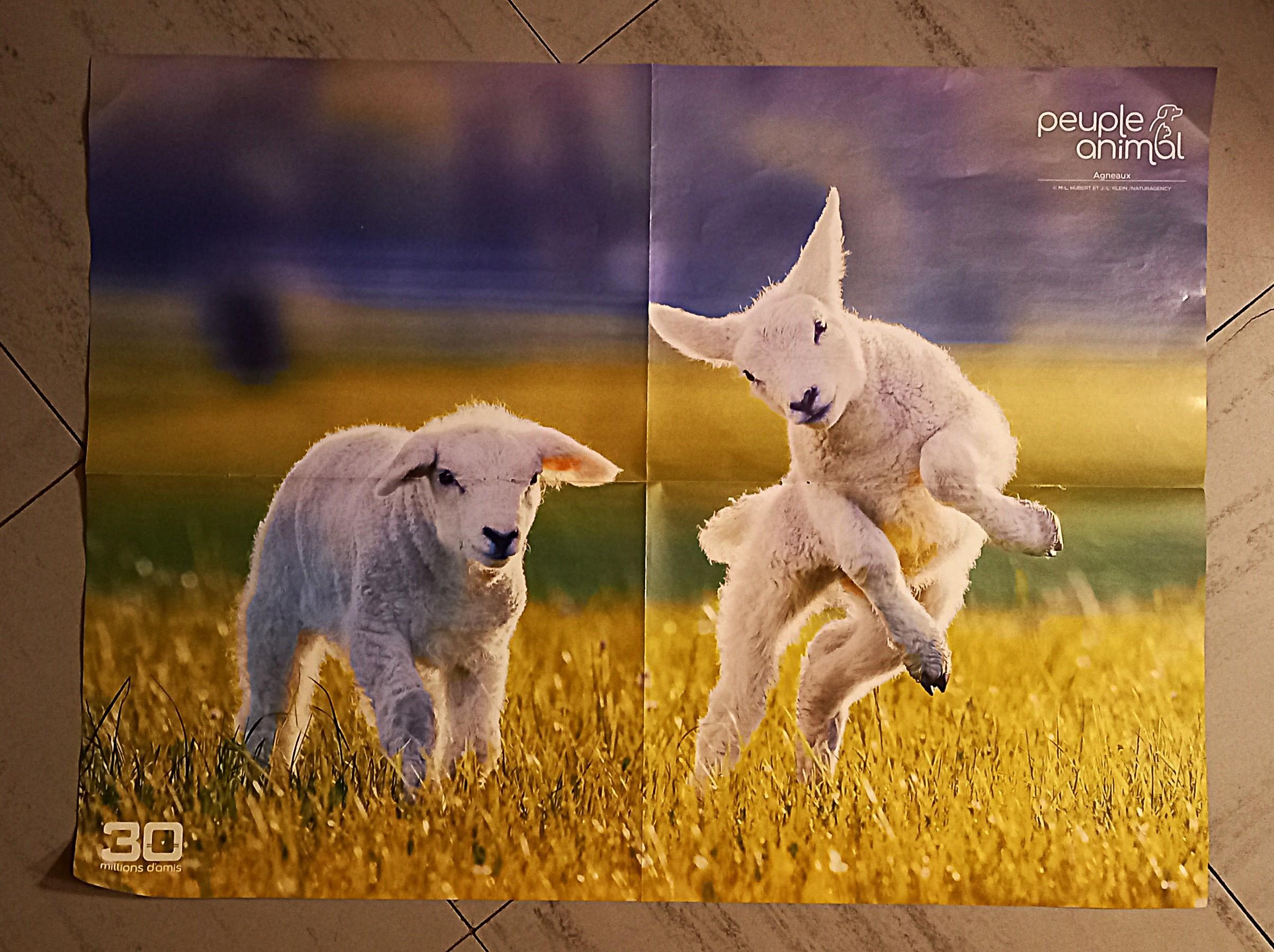 troc de troc poster recto/verso. image 0