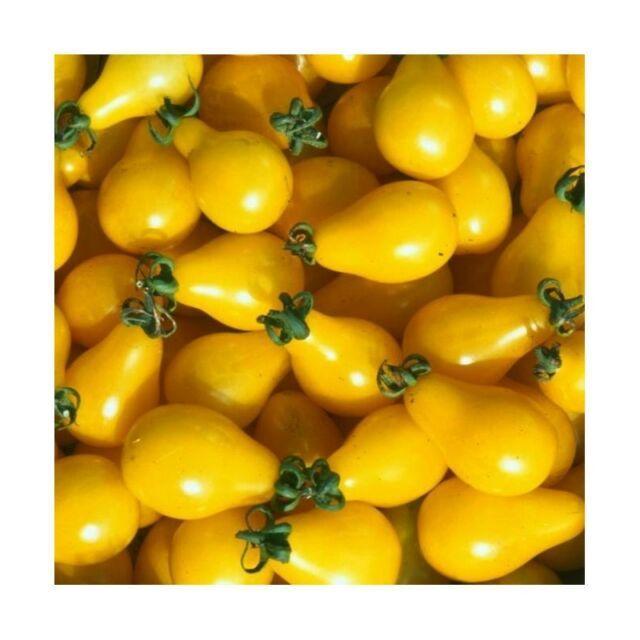 troc de troc 84 - tomate cerise jaune graines image 1