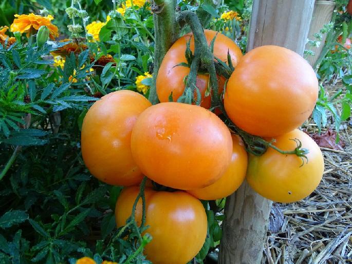 troc de troc 101 - tomate queen orange graines image 1