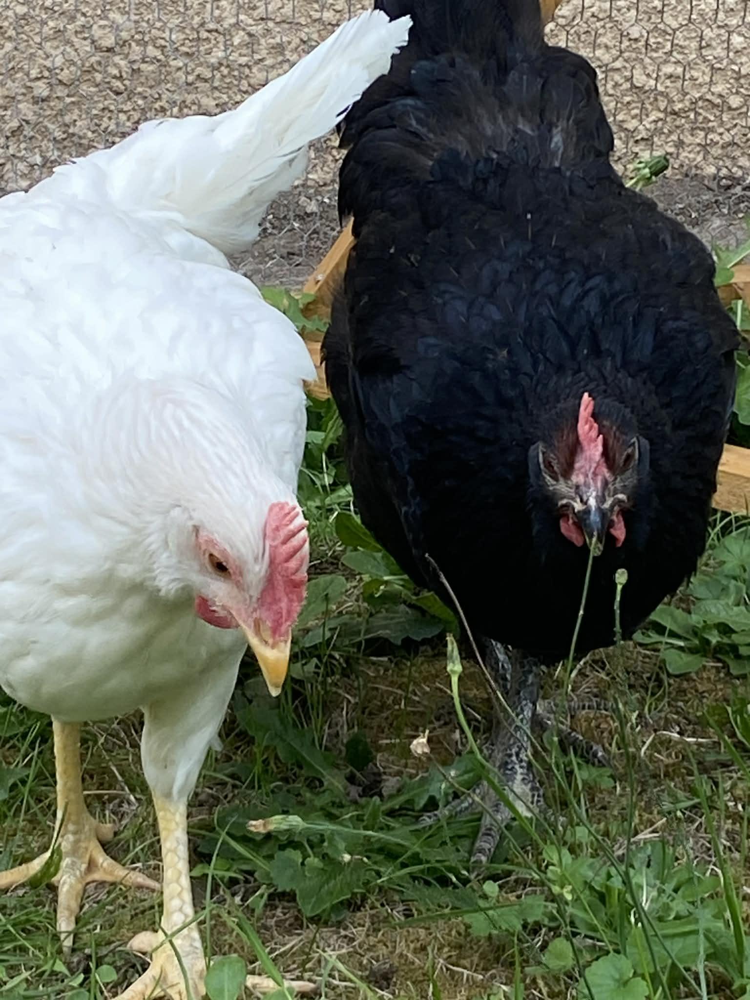 troc de troc Œufs frais bio de mes poules image 2