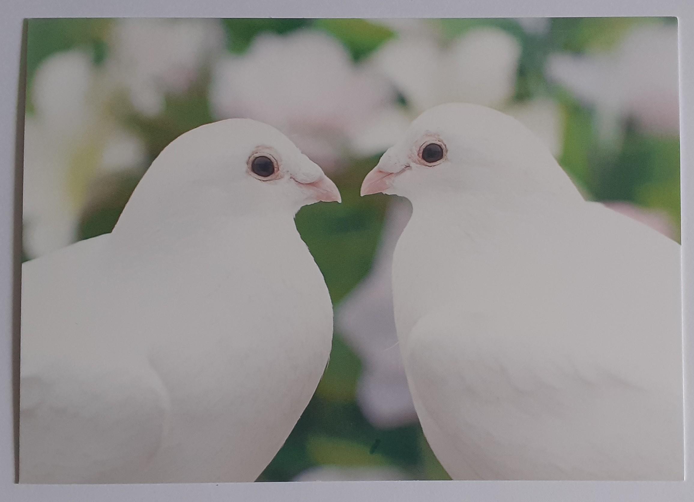 troc de troc reserve ginkgo carte postale amour 2 image 0