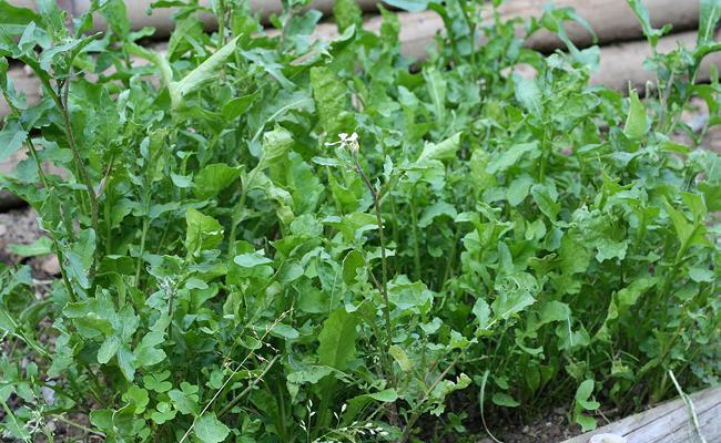 troc de troc graines de roquette de mon jardin image 0