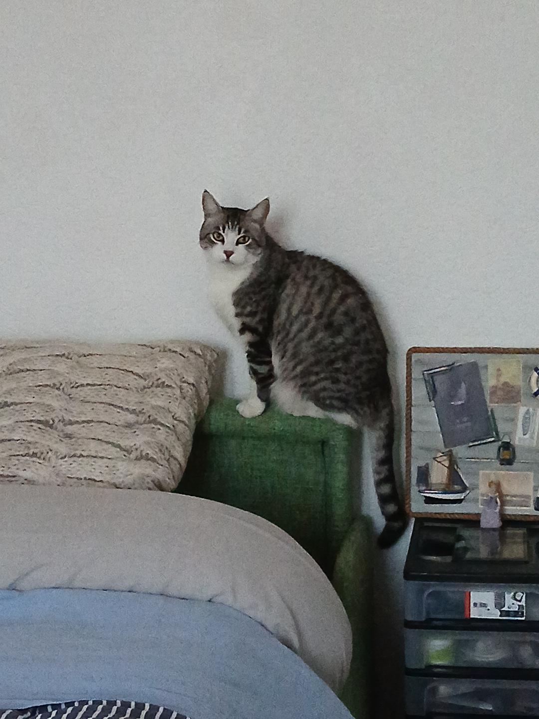 troc de troc cage de transport pour mon chat tigri image 0