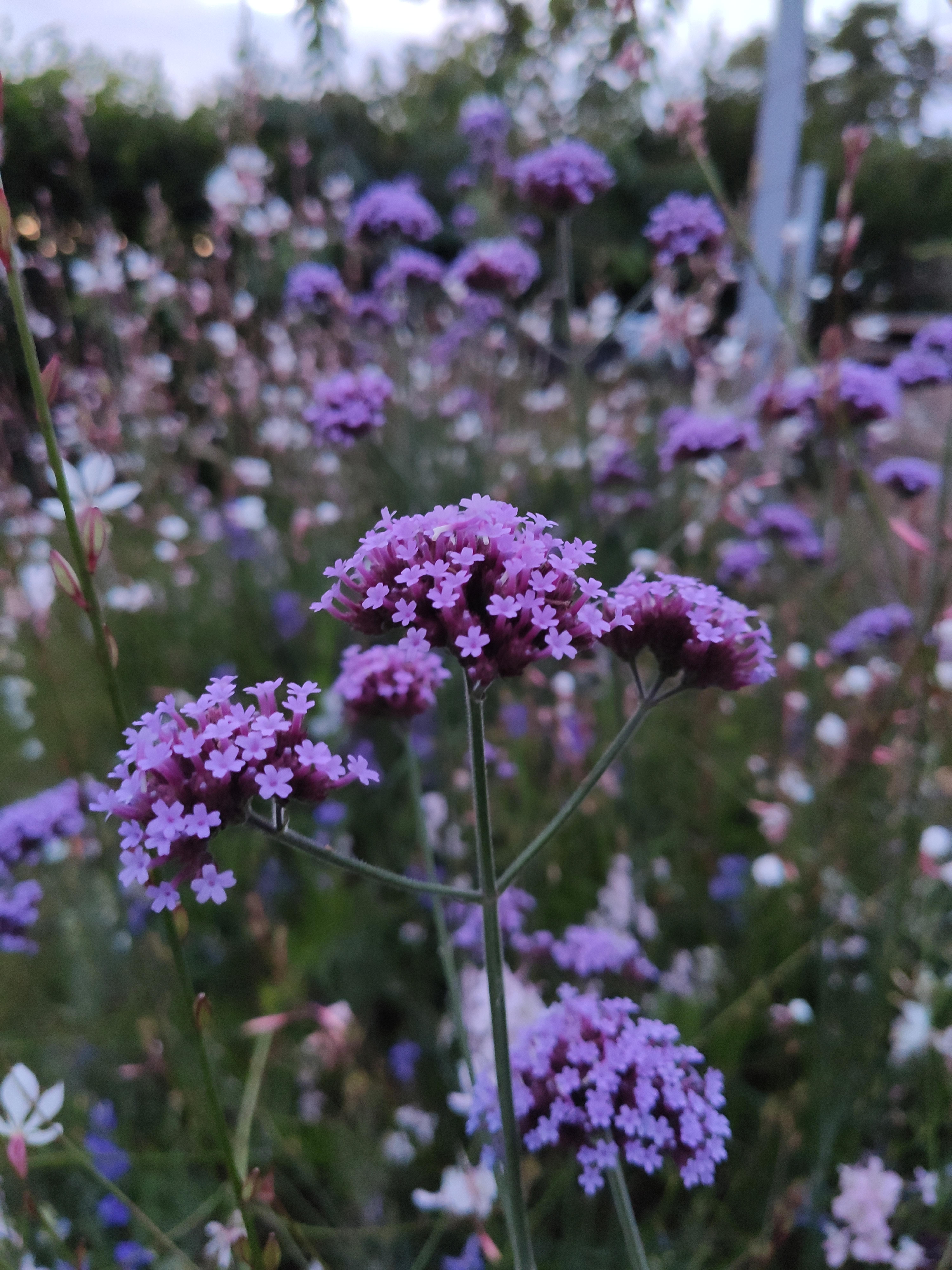 troc de troc plants vivaces image 2