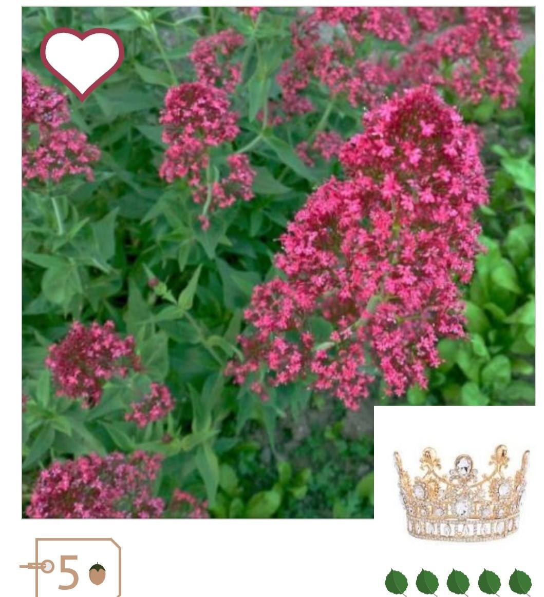 troc de troc graines valériane des jardins image 0