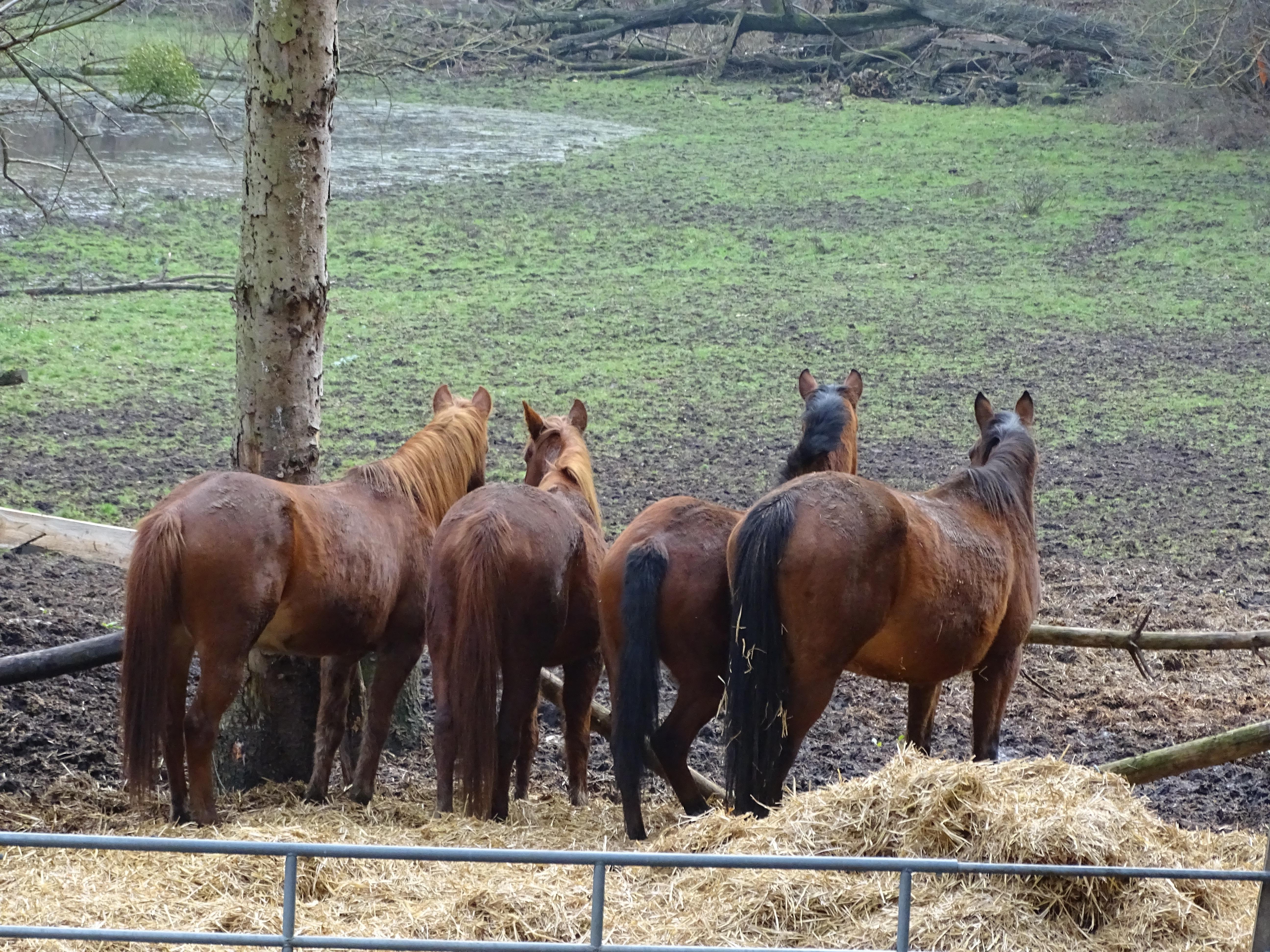 troc de troc equi-coaching et sophrologie en pleine nature ! image 0