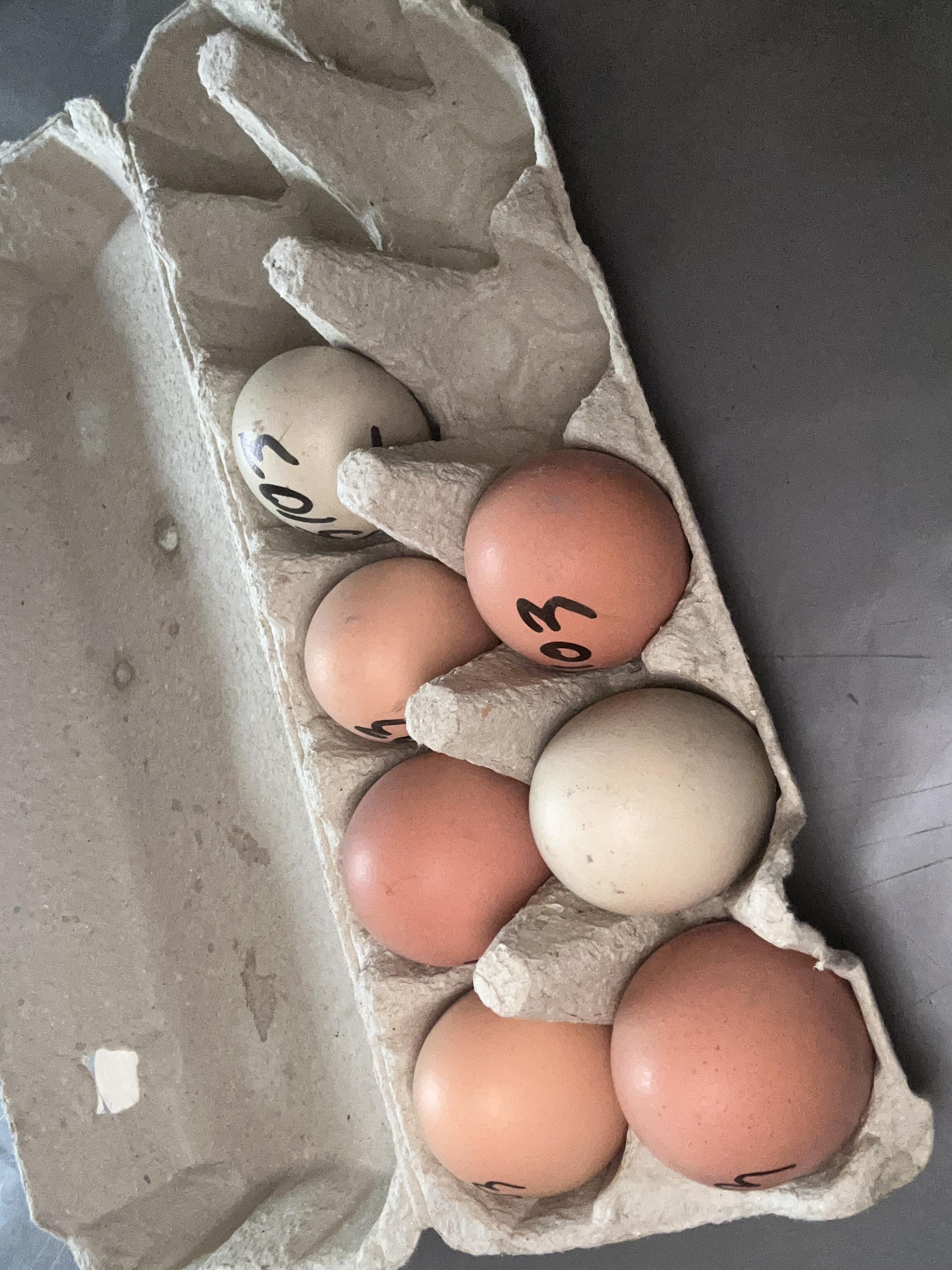 troc de troc Œuf de poule image 0