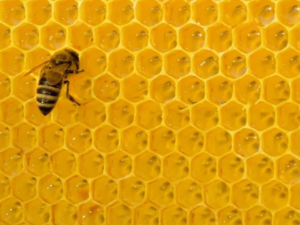 troc de troc plaques cire d'abeille image 0