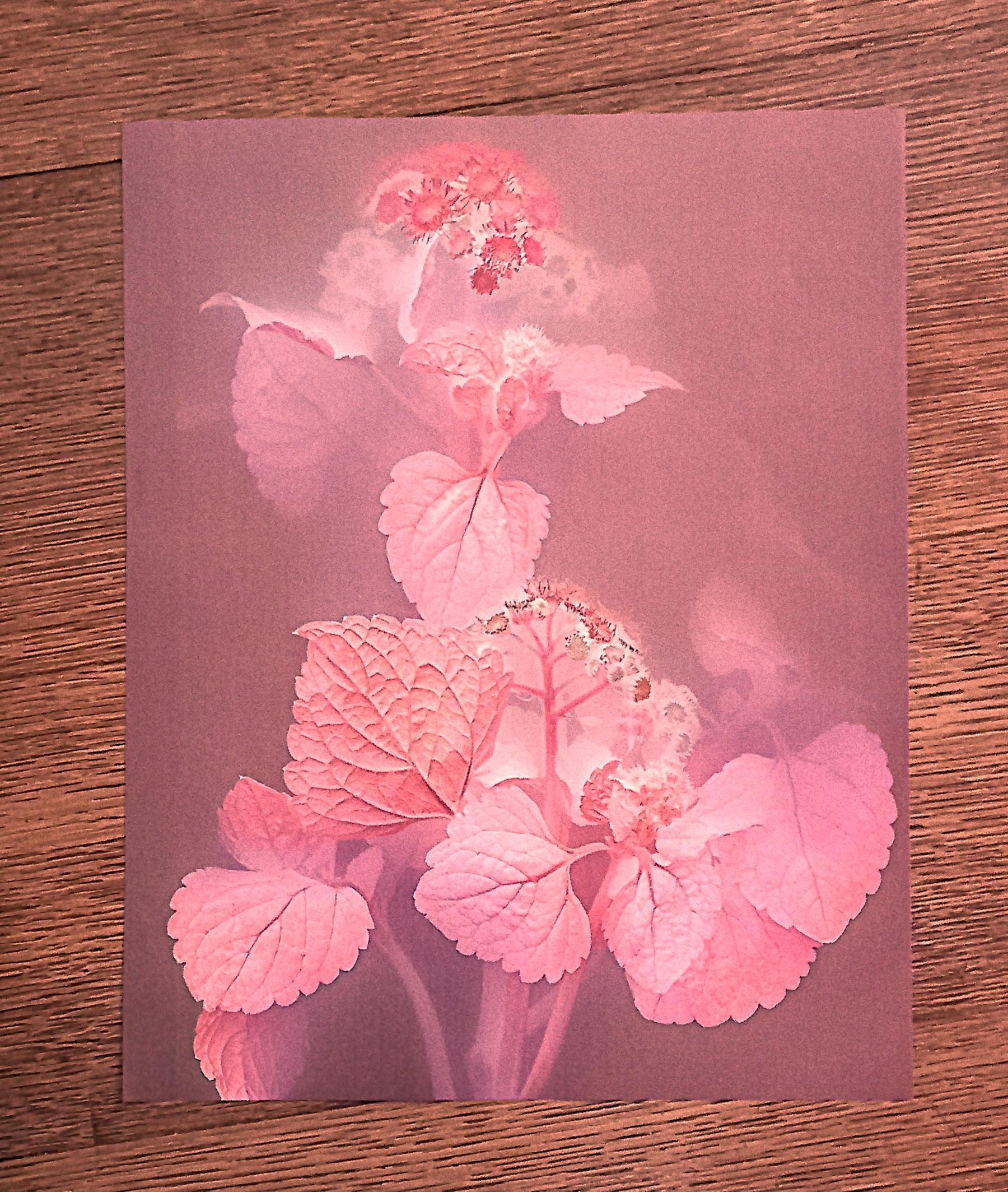 troc de troc affiche "les plantes". image 1